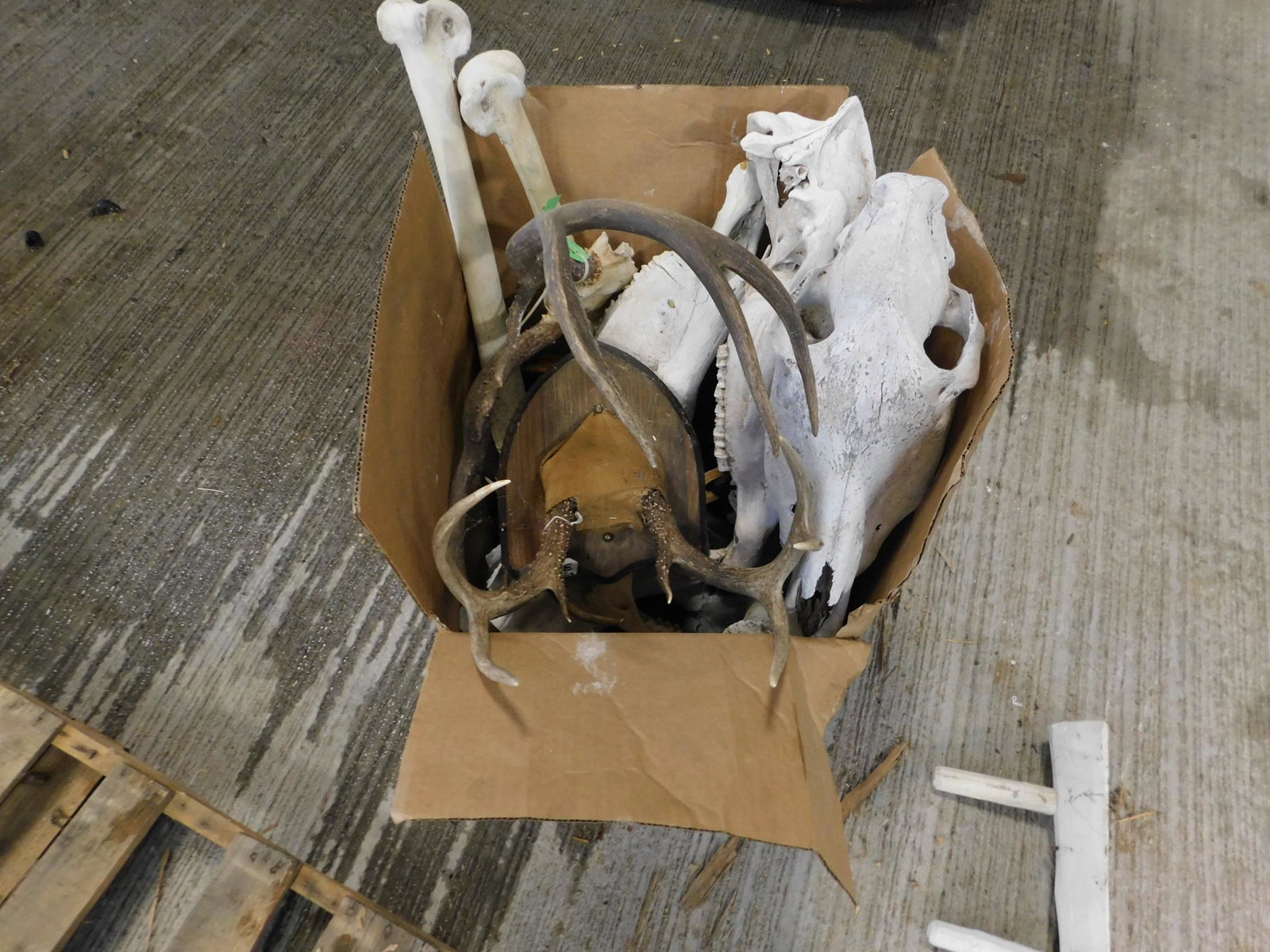 BOX LOT -WARTHOG SKULL -3 HORSE SKULLS -2 DEER RACKS (1 of 2)
