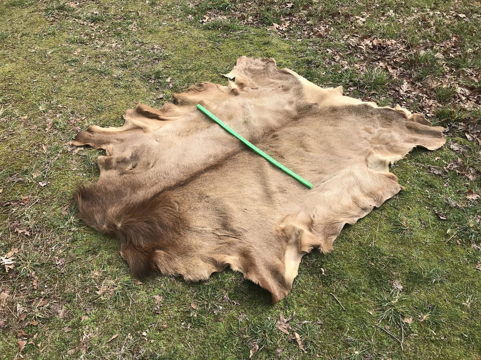VERY NICE LG ELK HIDE/RUG (1 of 3)