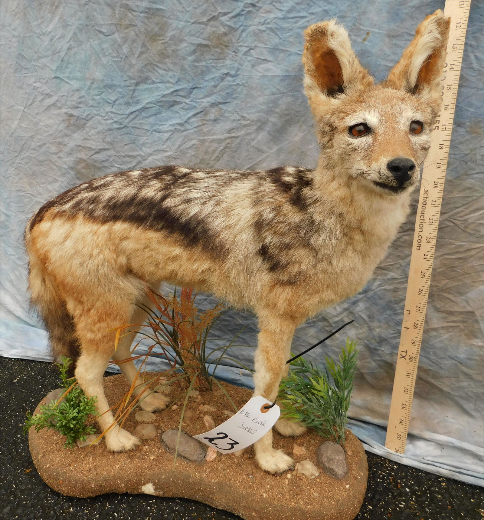 BLACK BACK JACKEL (1 of 2)