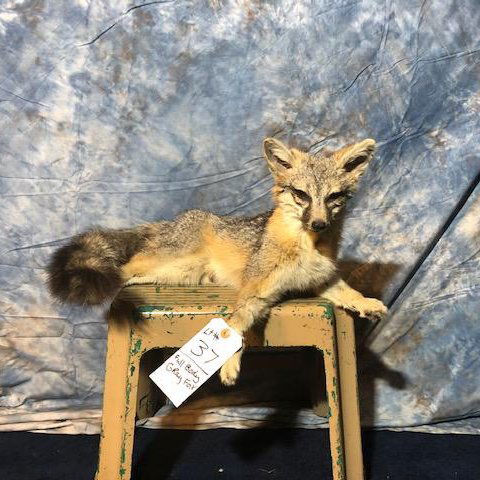 FB LAYING GREY FOX (1 of 2)