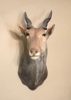 ELAND SH MT (1 of 1)