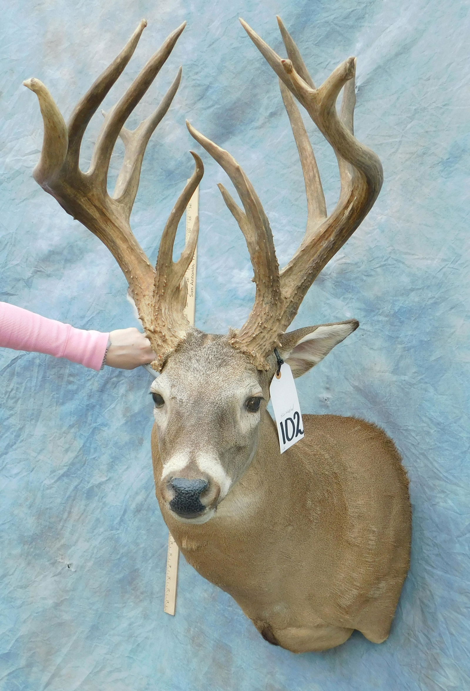 XL WHITETAIL SH MT (1 of 3)