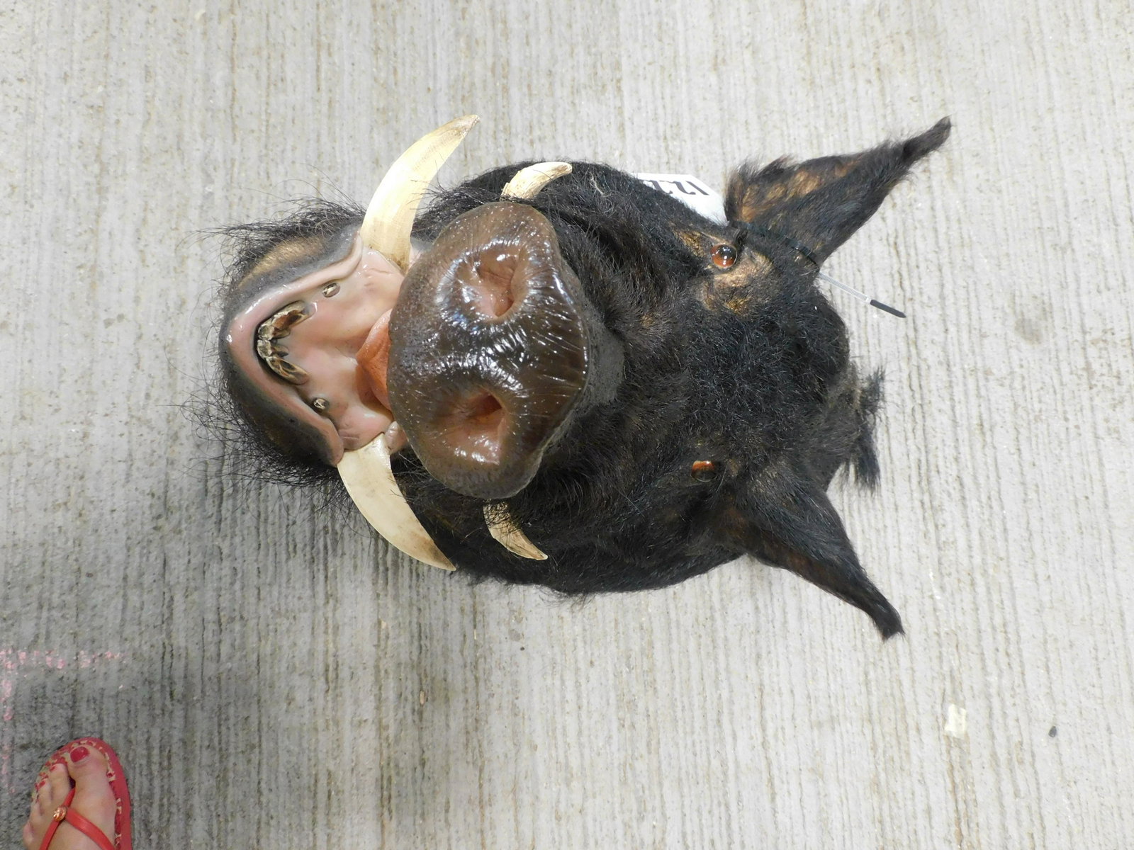HOG MT: .