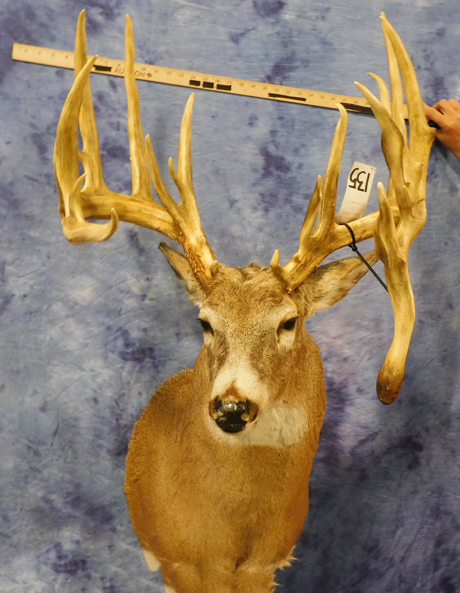 WHITETAIL SH MT (1 of 3)