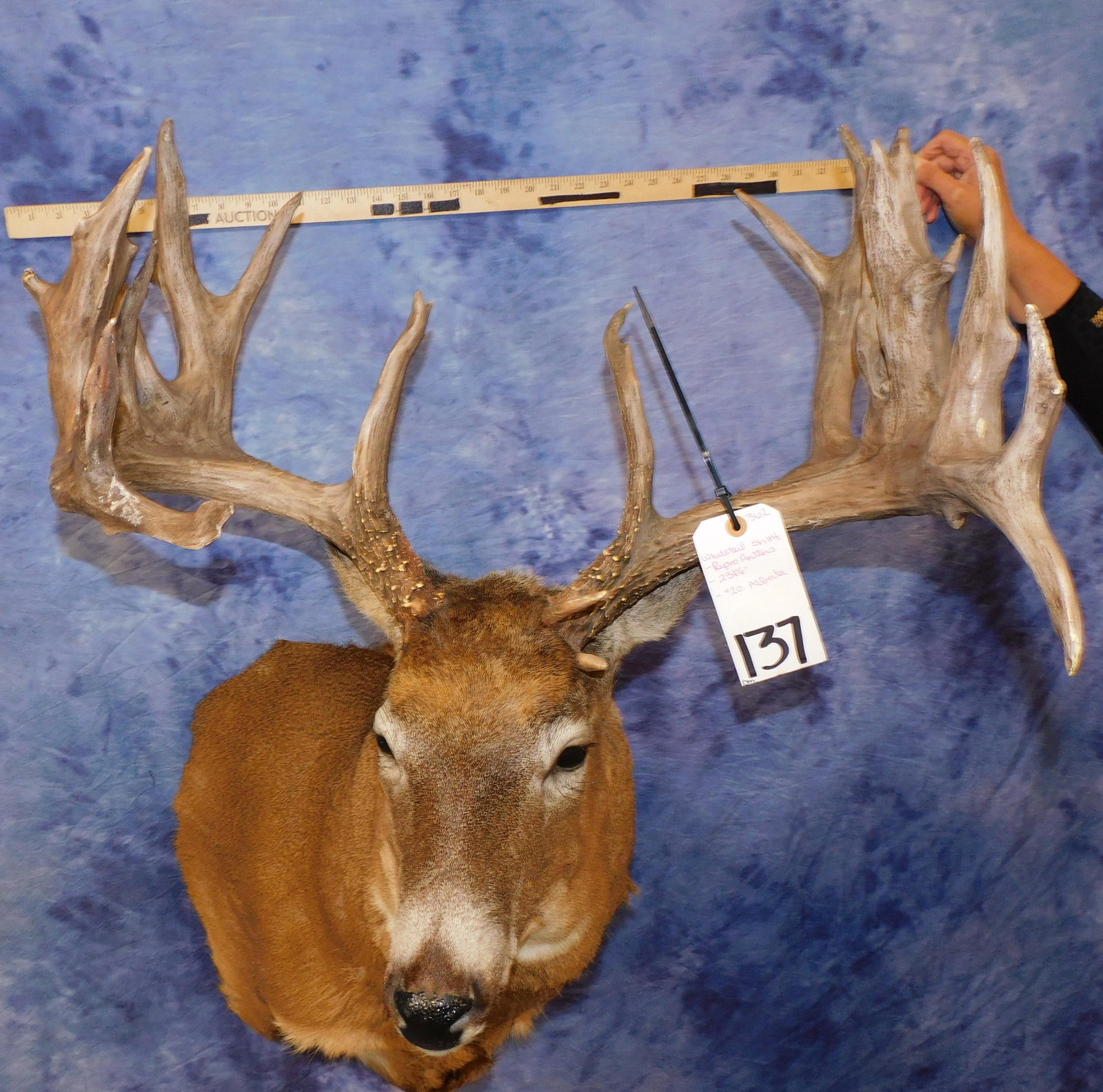 WHITETAIL SH MT: *REPRODUCTION *219 7/8" *#20 IN ALBERTA