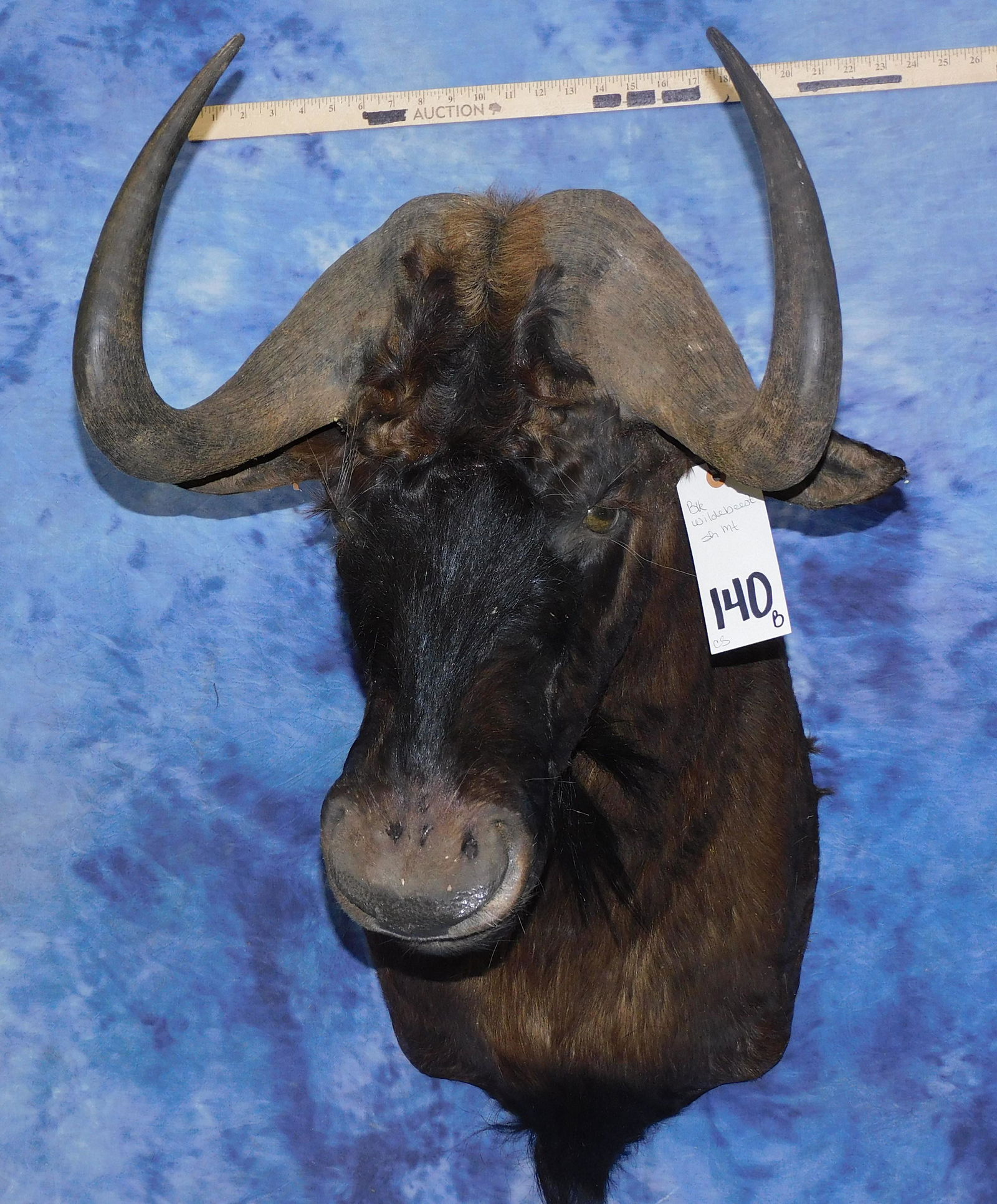 BLK WILDEBEEST SH MT (1 of 2)