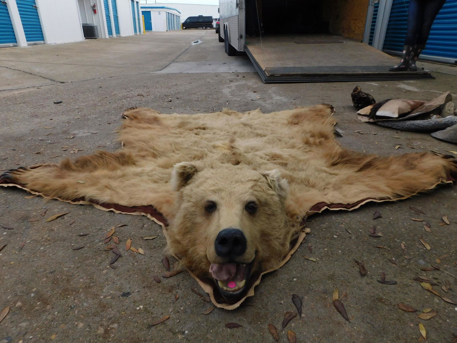 XL BROWN BEAR RUG (1 of 2)