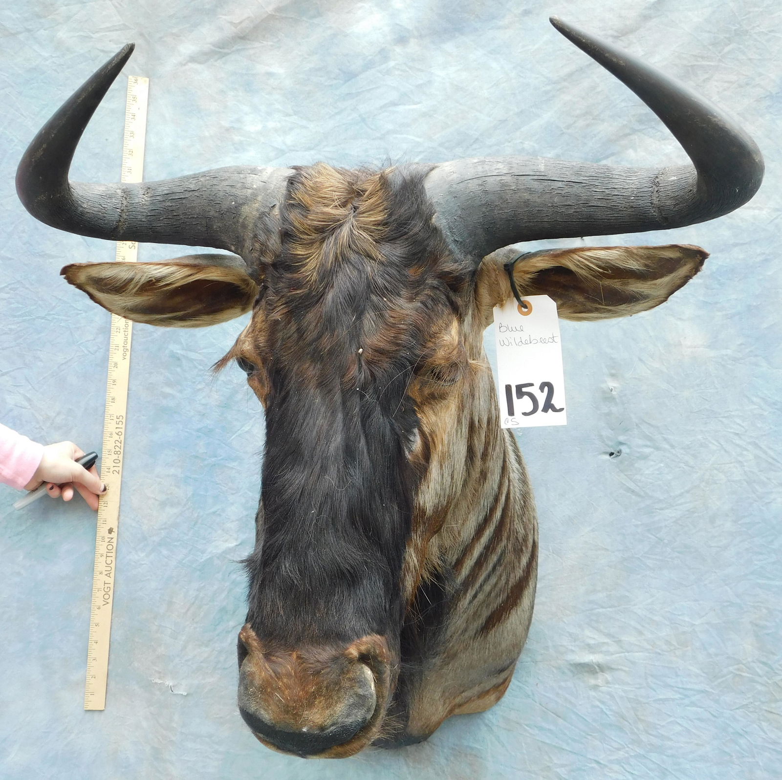 BLUE WILDEBEEST SH MT (1 of 3)