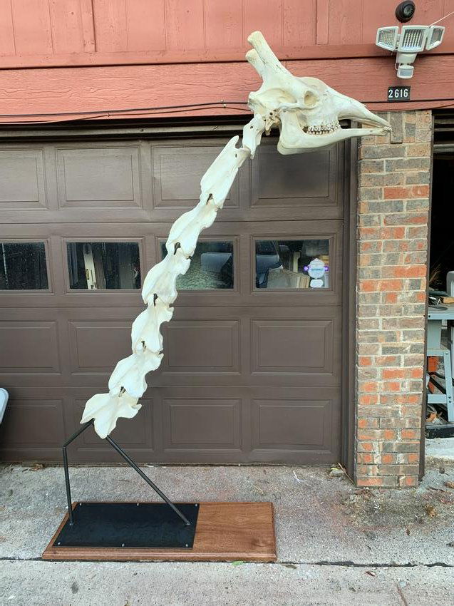 ARTICULATED GIRAFFE SKULL AND NECK (1 of 2)