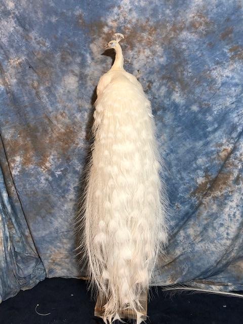 FB WHITE PEACOCK ON PEDESTAL (1 of 2)
