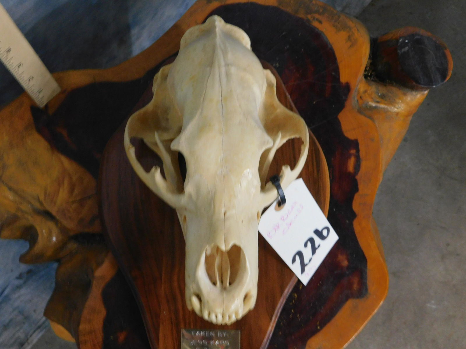 BLK BEAR SKULL (1 of 5)