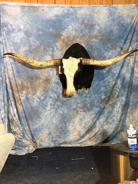 BLK & WHITE STEER SH MT (1 of 3)