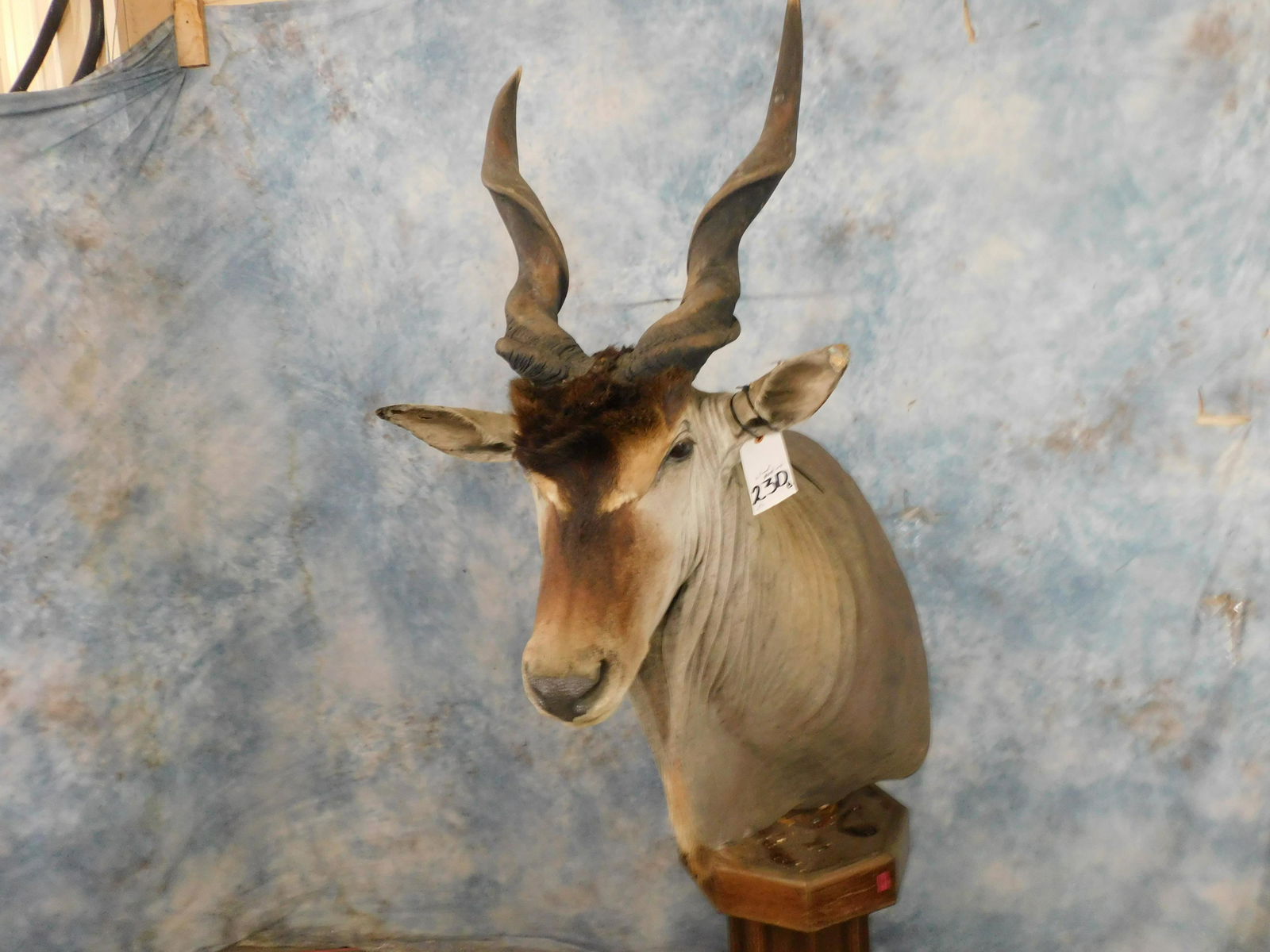 ELAND PED MT (1 of 5)