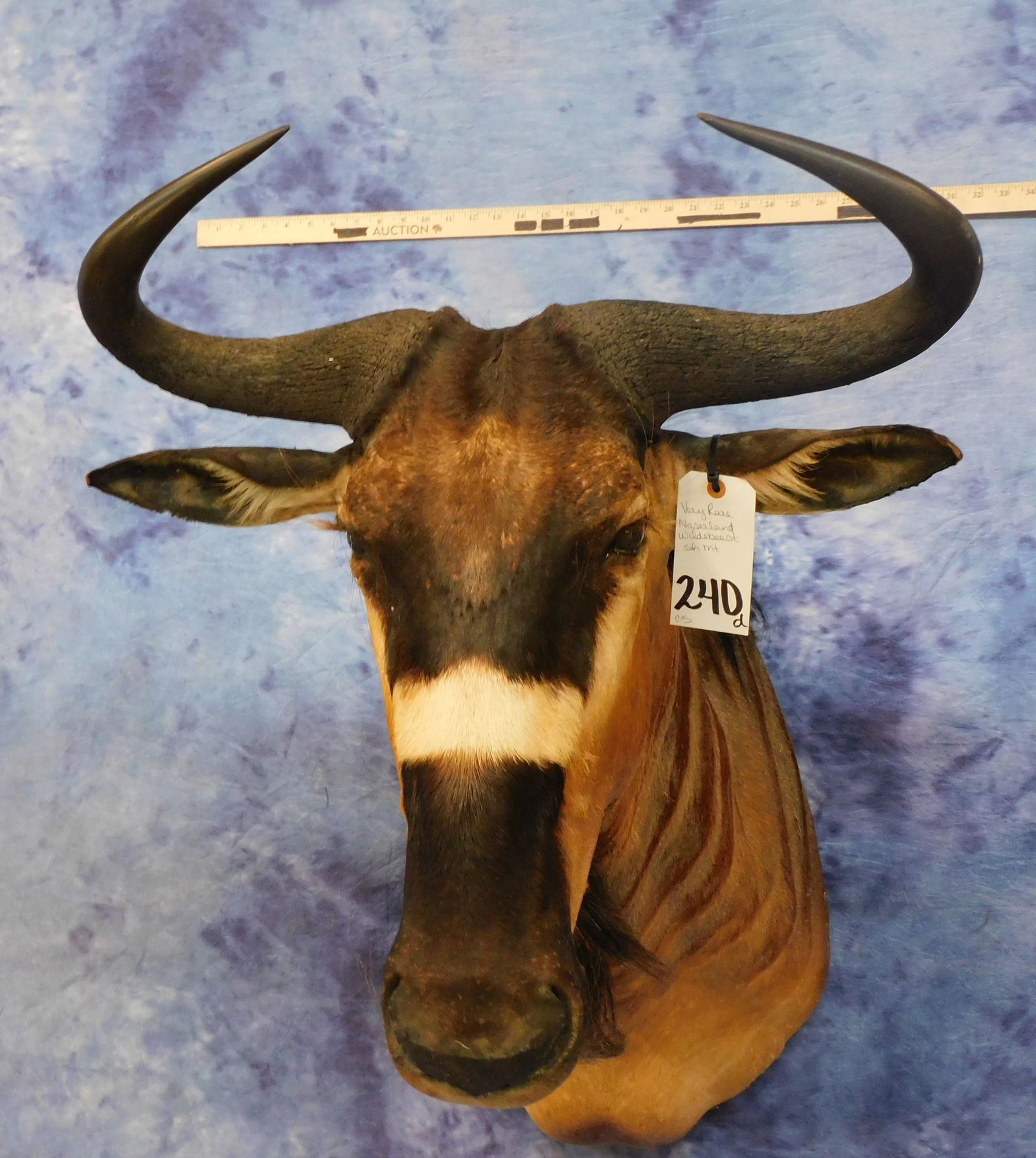 VERY RARE NASERLAND WILDEBEEST SH MT (1 of 2)