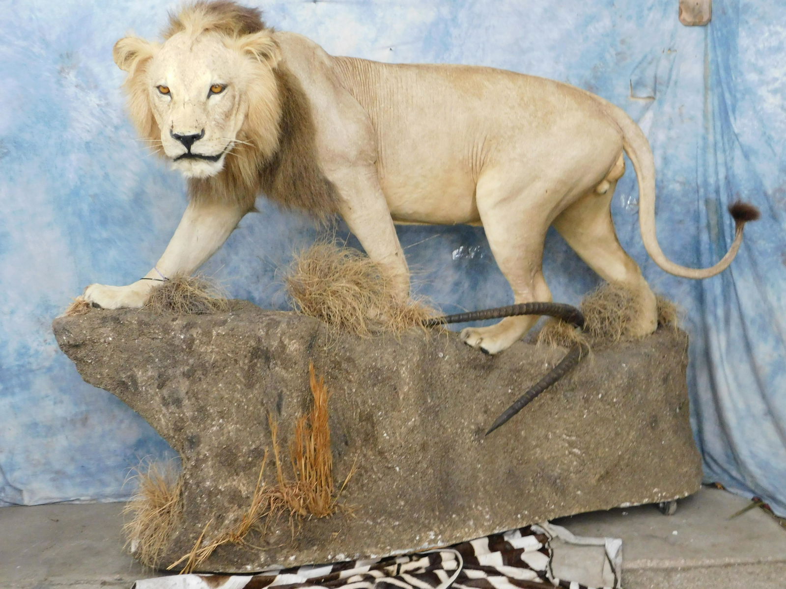 FB LION (TX RESIDENTS ONLY) (1 of 3)