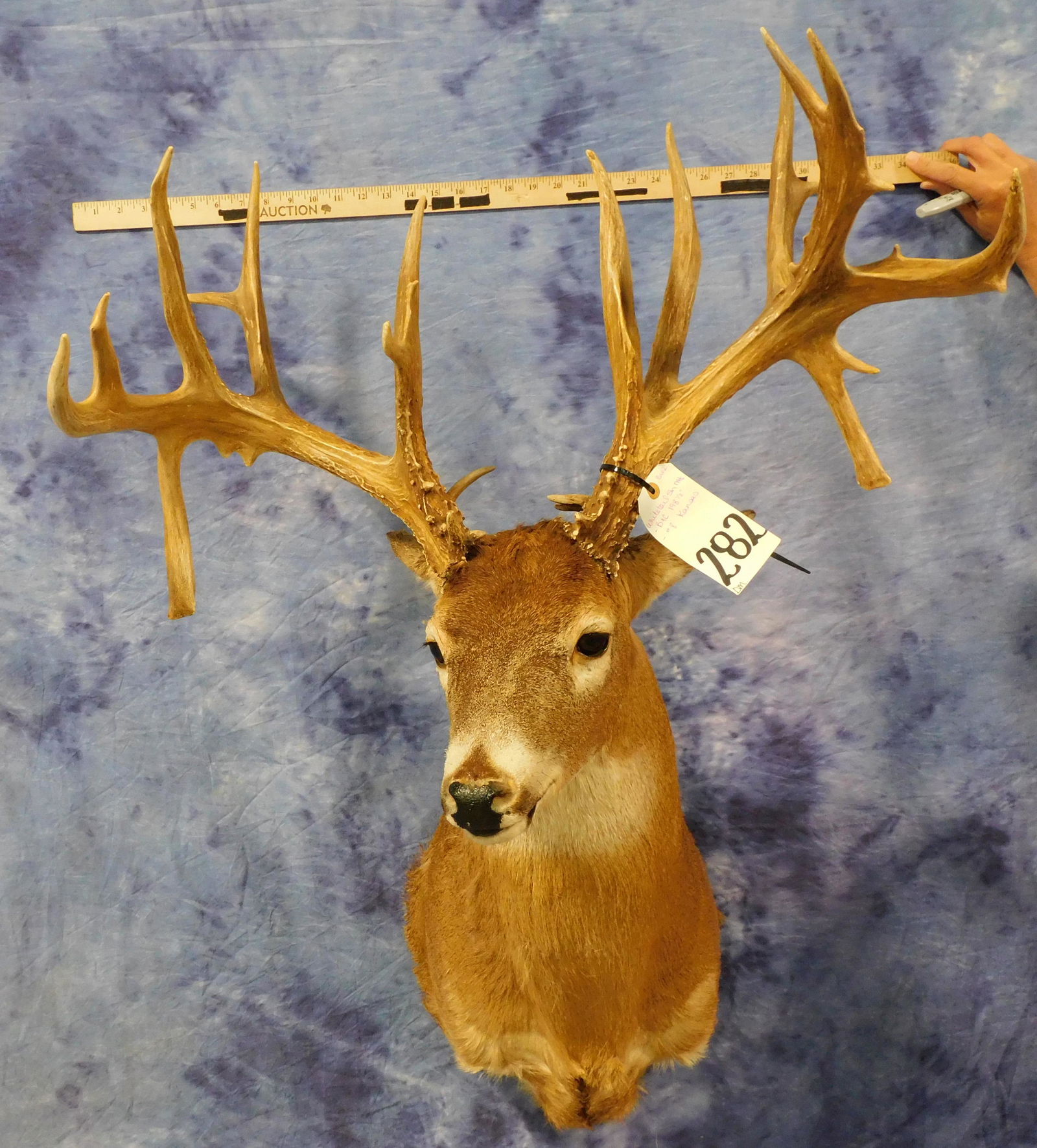 WHITETAIL SH MT (1 of 3)