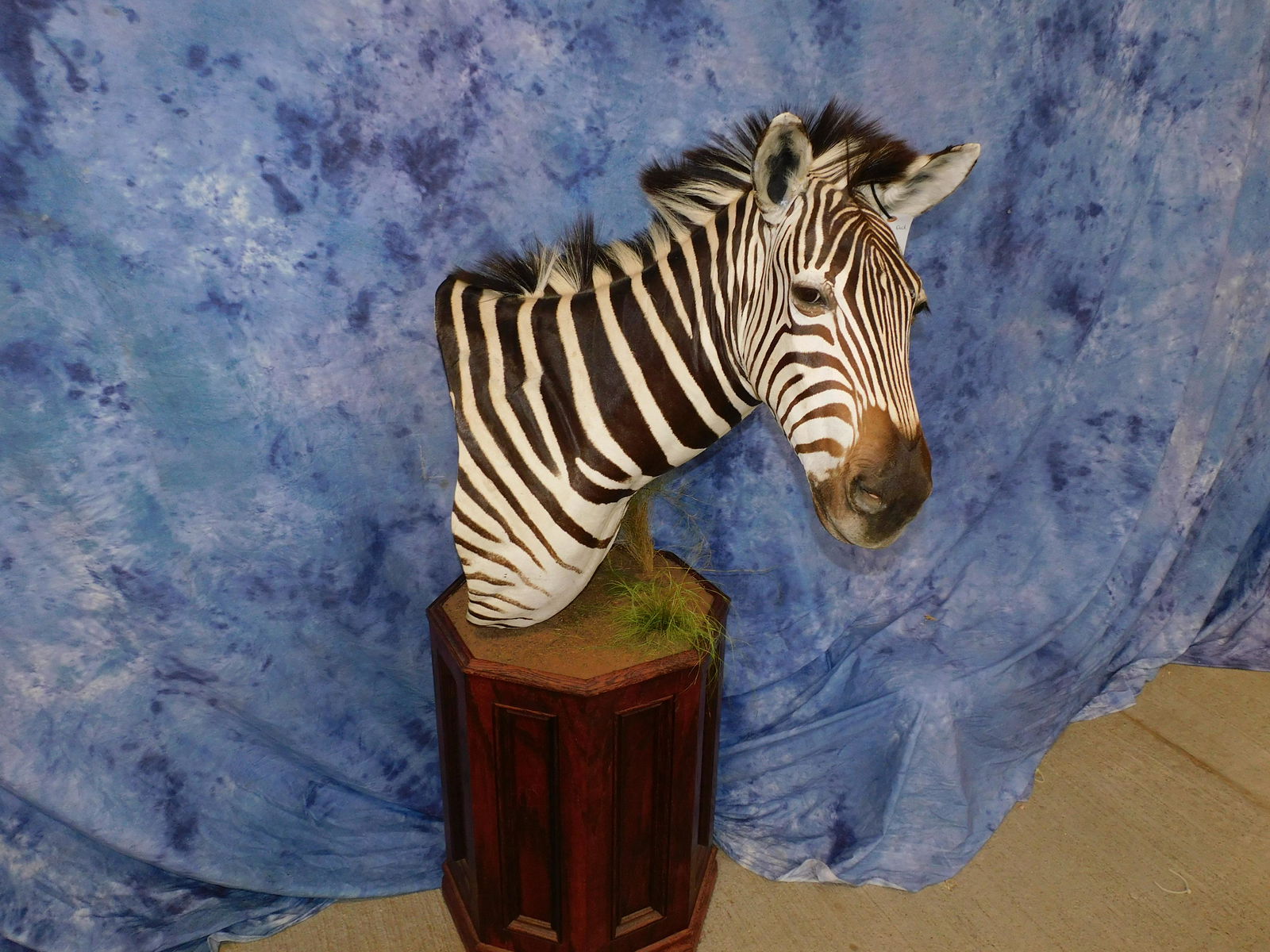 ZEBRA PED MT (1 of 3)