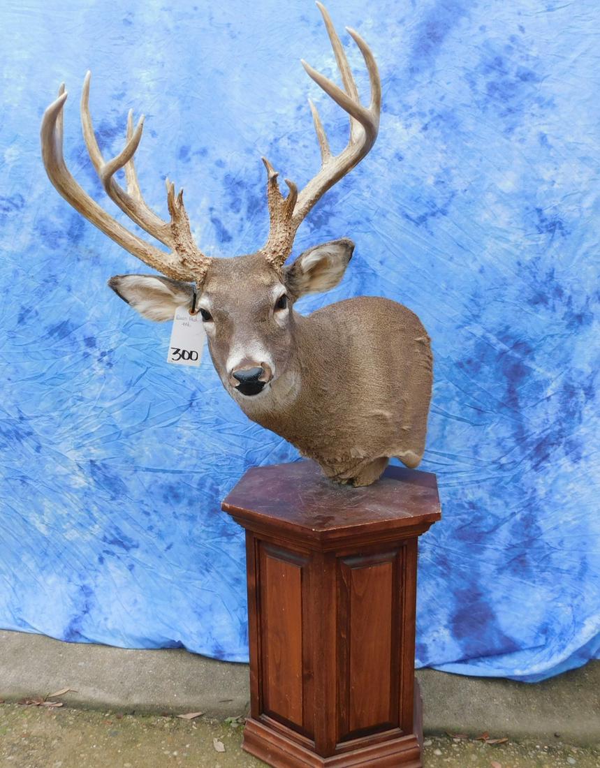 DEER PED MT (1 of 3)