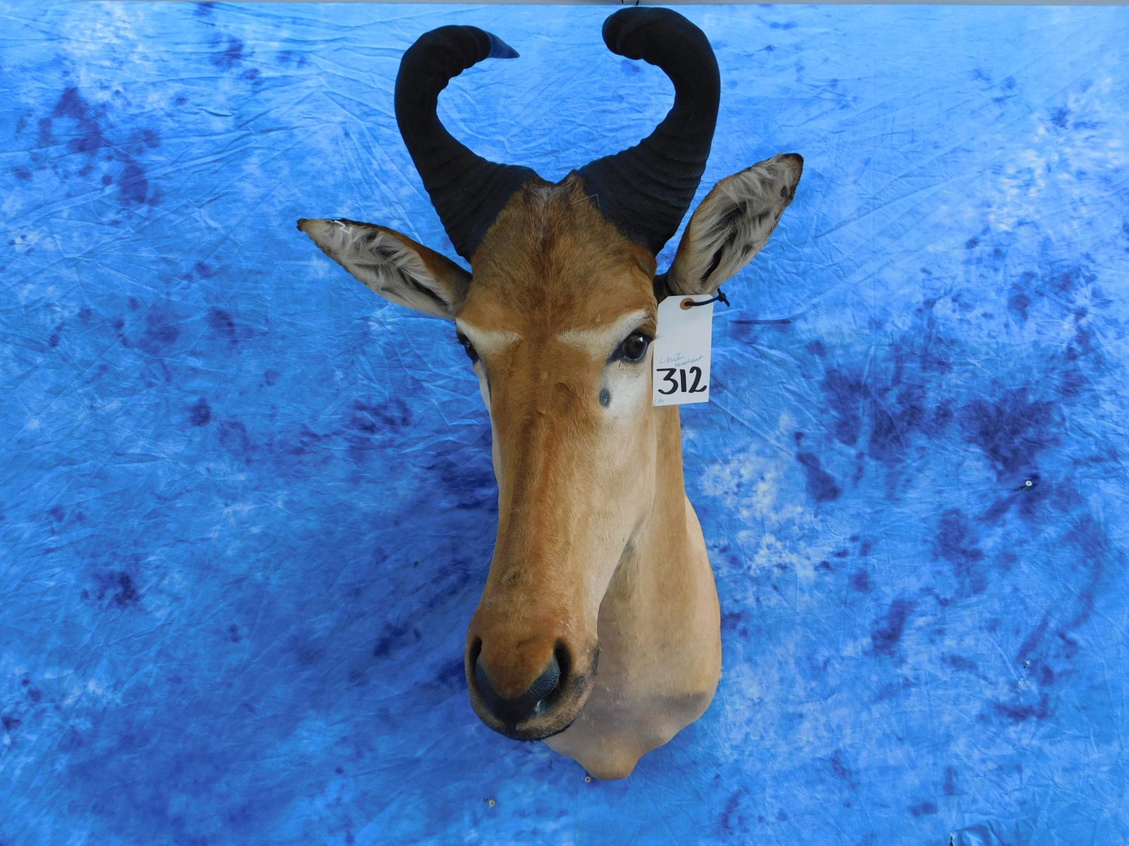 LICHENSTEIN HARTEBEEST SH MT (1 of 3)