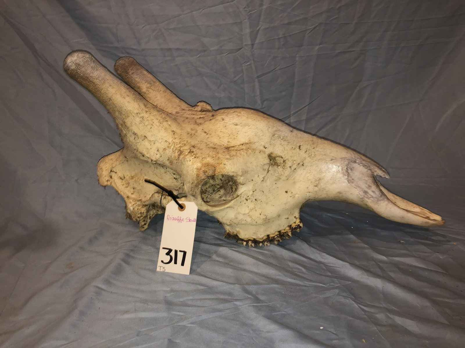 GIRAFFE SKULL (1 of 1)