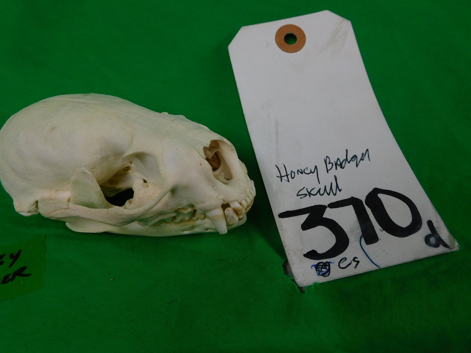 HONEY BADGER SKULL: .