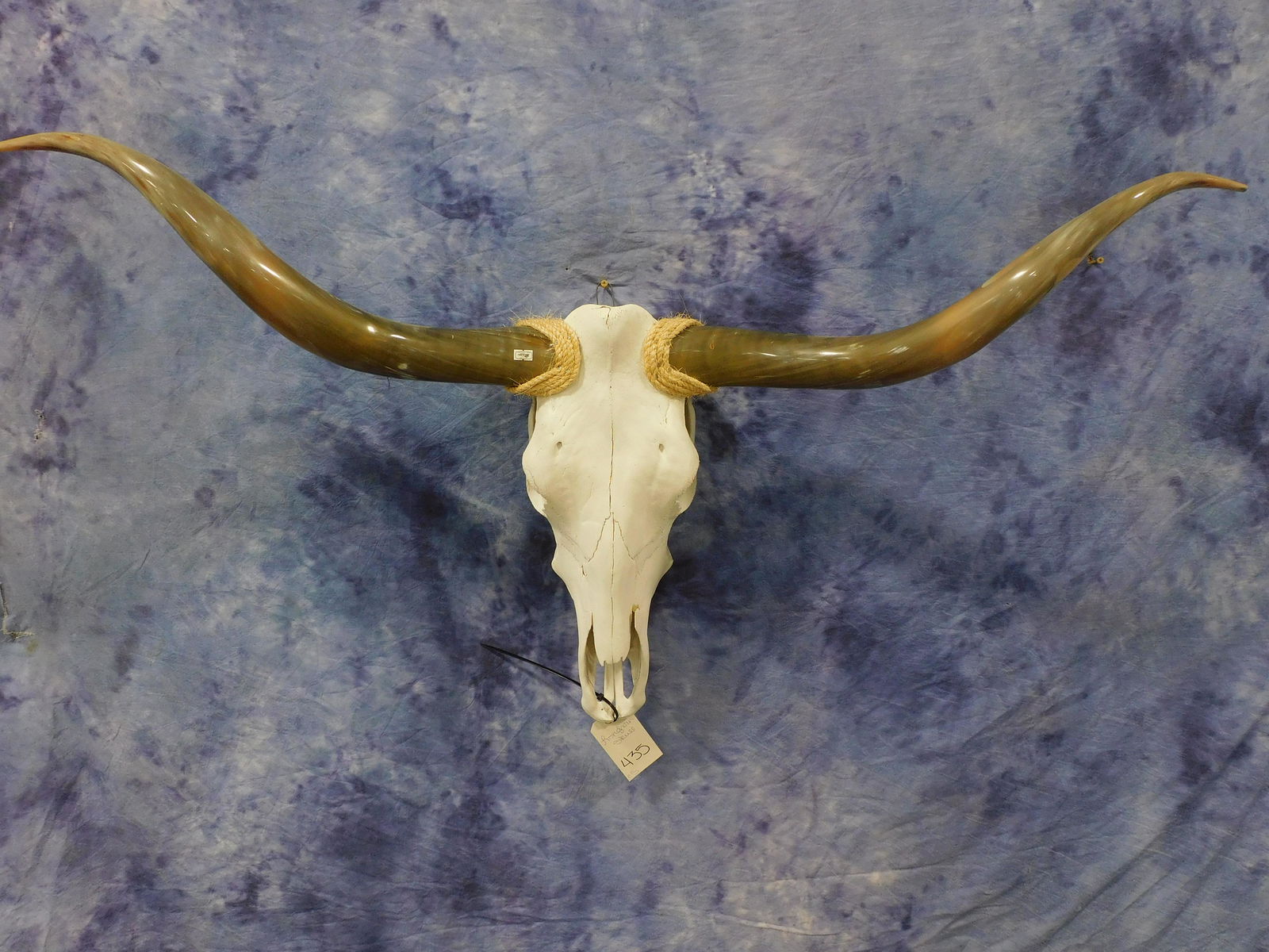 LONGHORN SKULL (1 of 2)