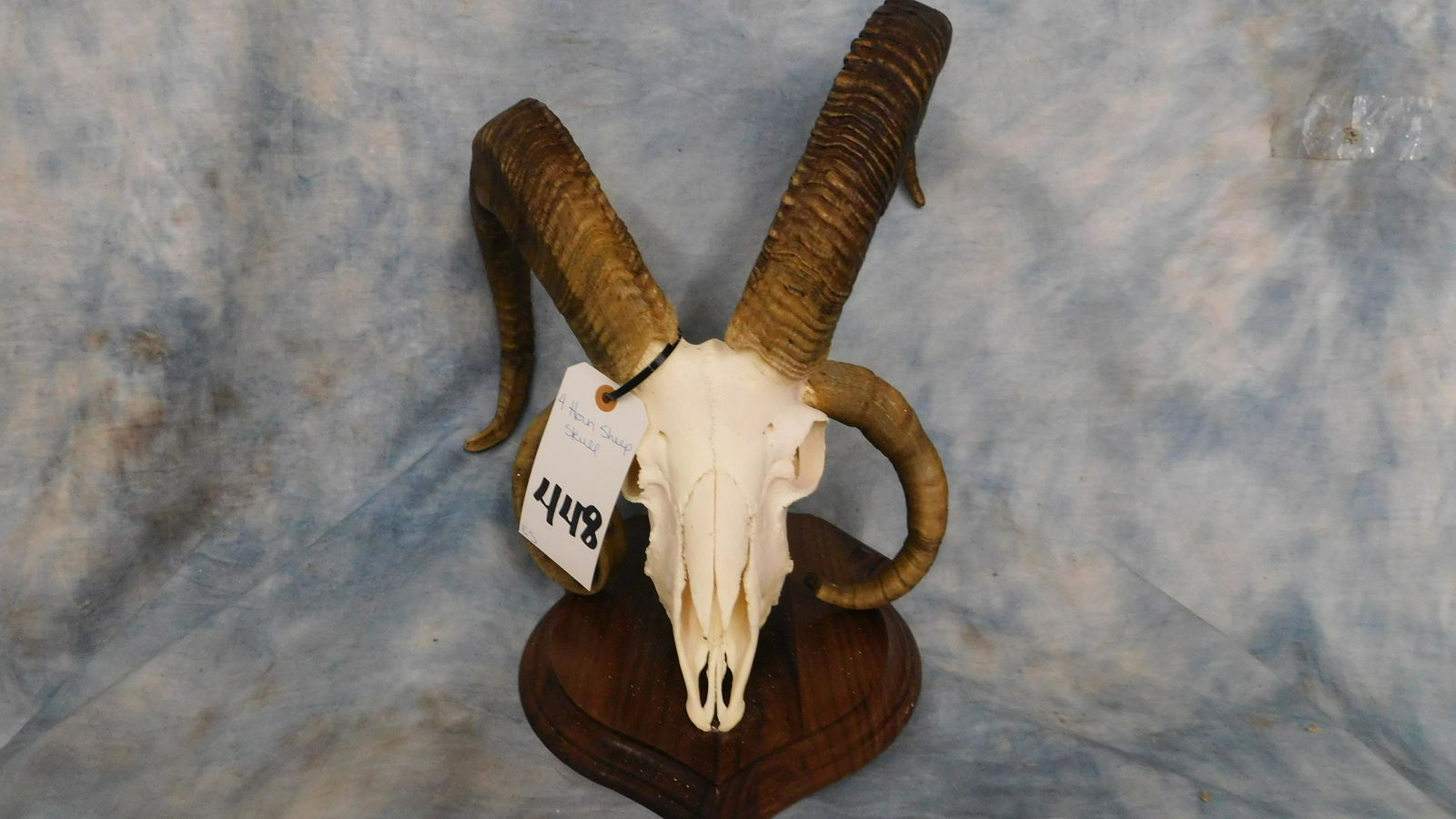 4 HORN SHEEP SKULL (1 of 3)
