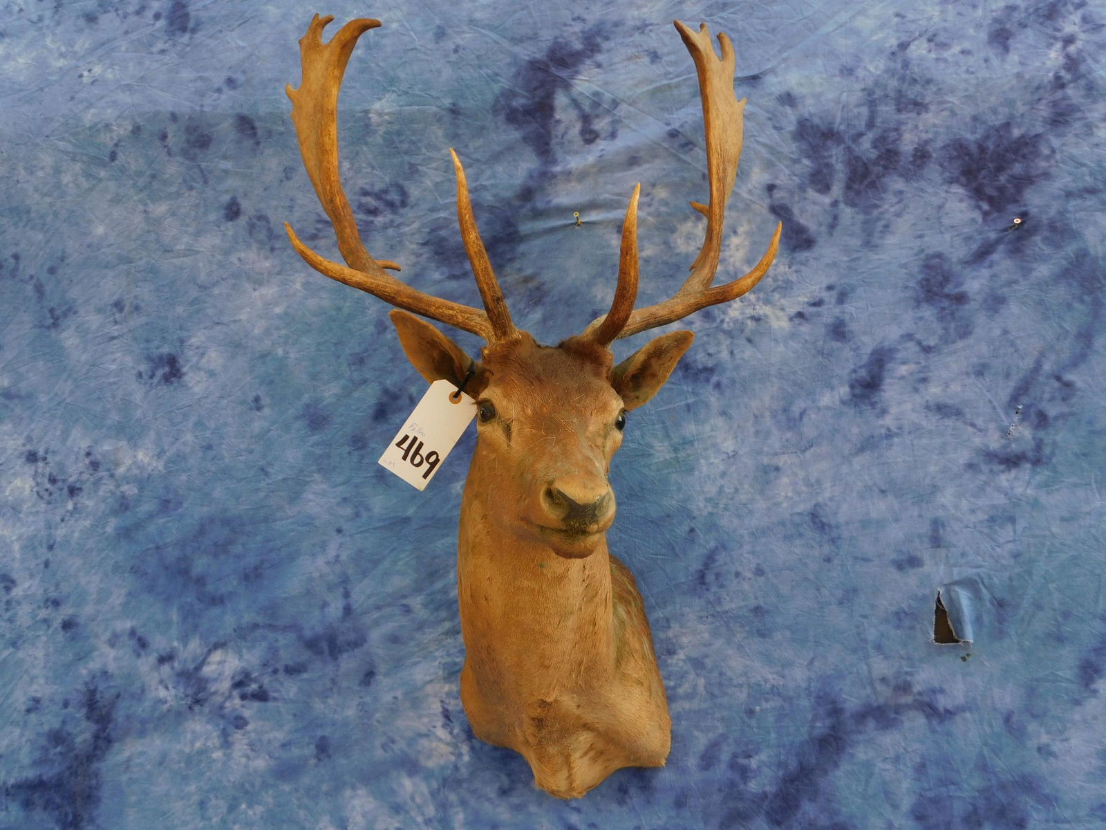 CHOCOLATE FALLOW SH MT (1 of 2)