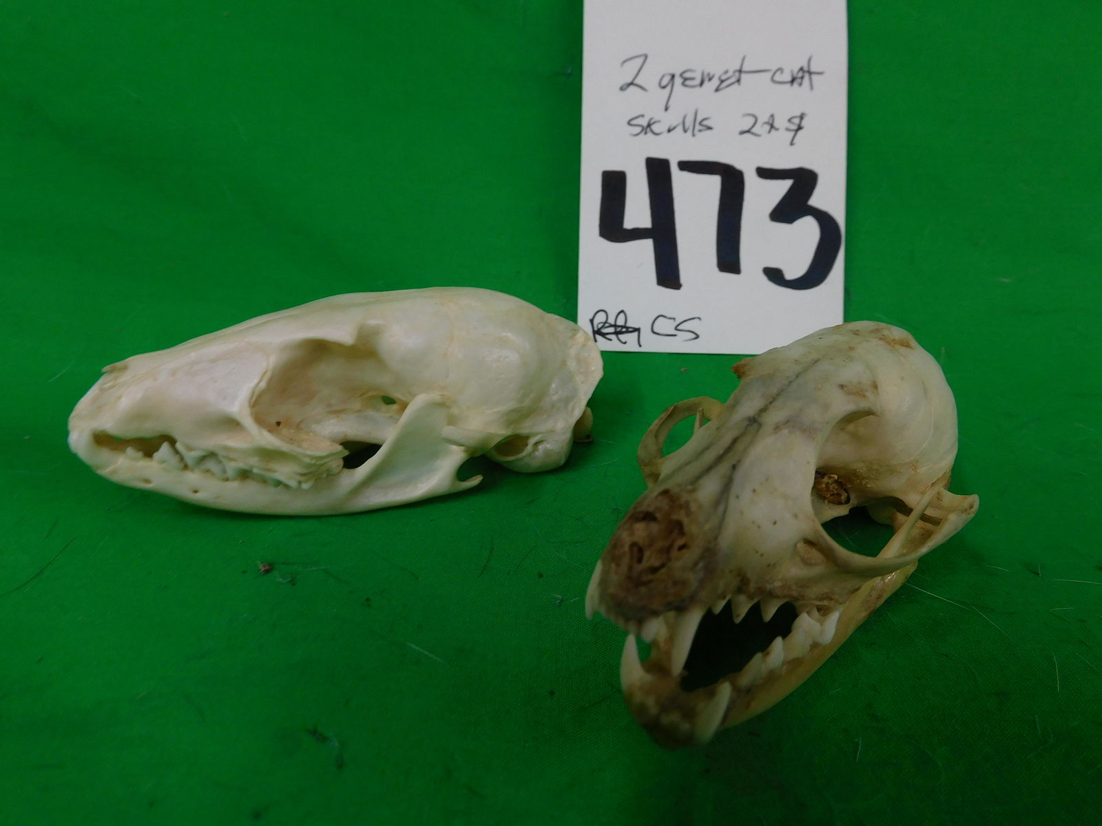 2 GENET CAT SKULLS (2x$) (1 of 2)
