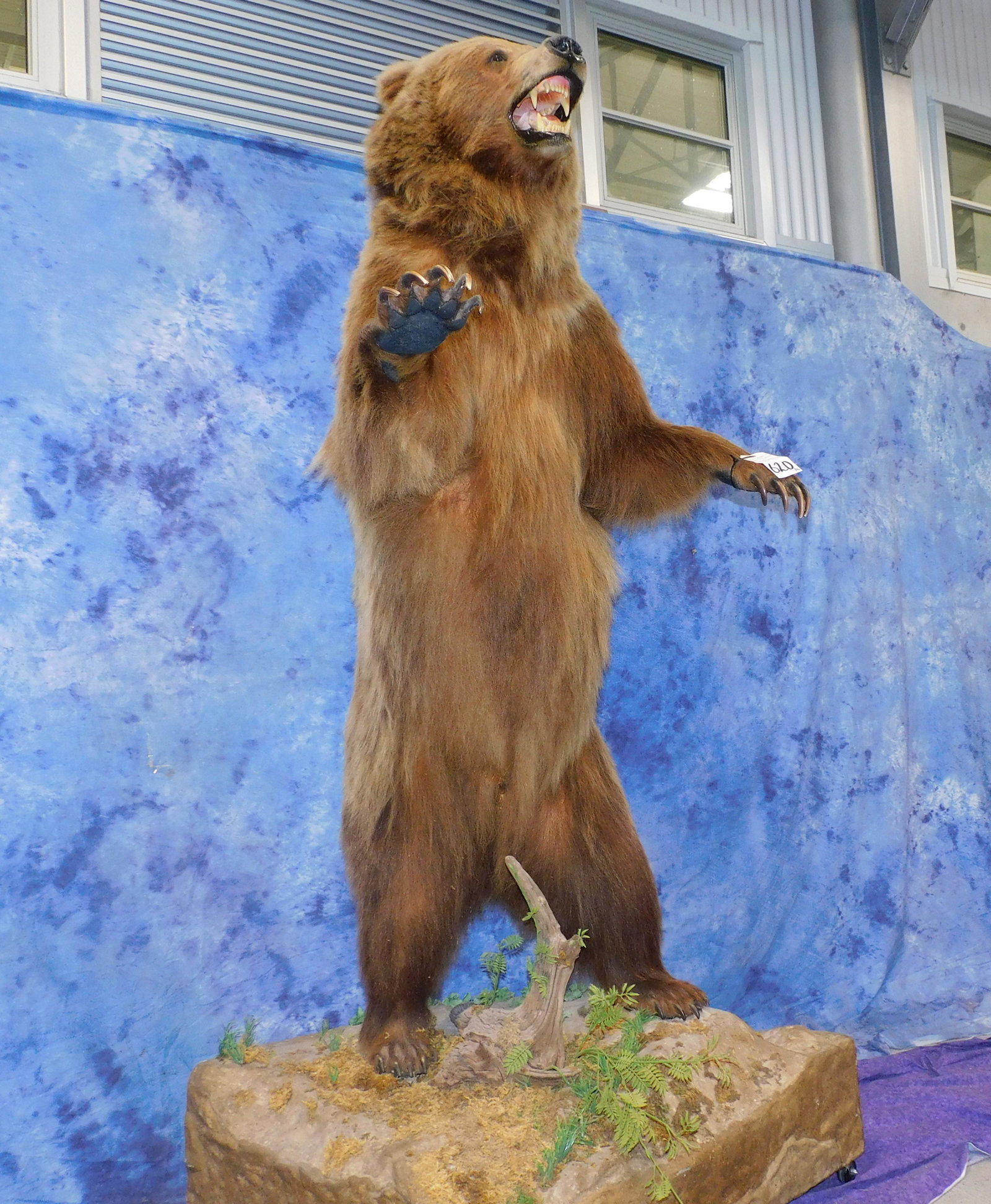 FB BEAR 8.5 SQUARE INTERIOR (1 of 5)