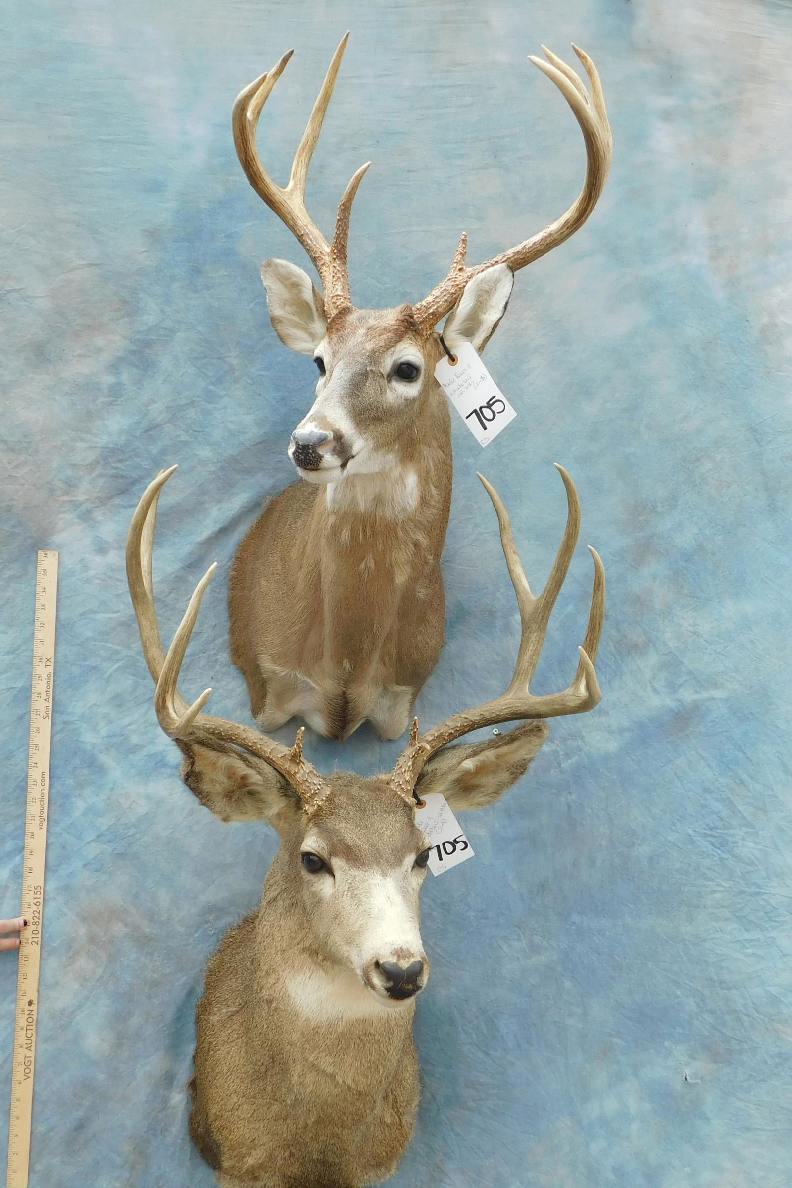 1 MULE DEER & 1 WHITETAIL SH MTS (2x$) (1 of 2)