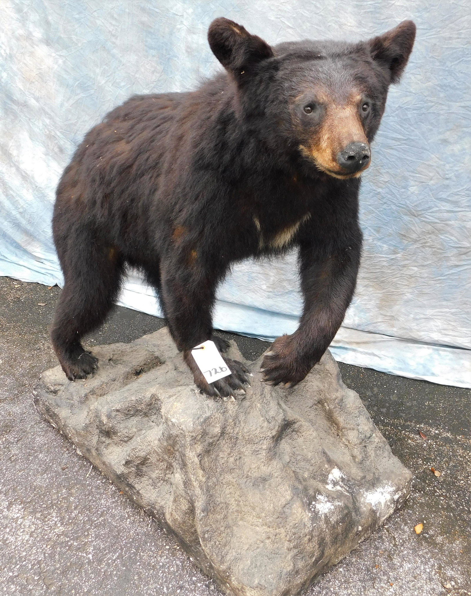 FB BLK BEAR (1 of 3)