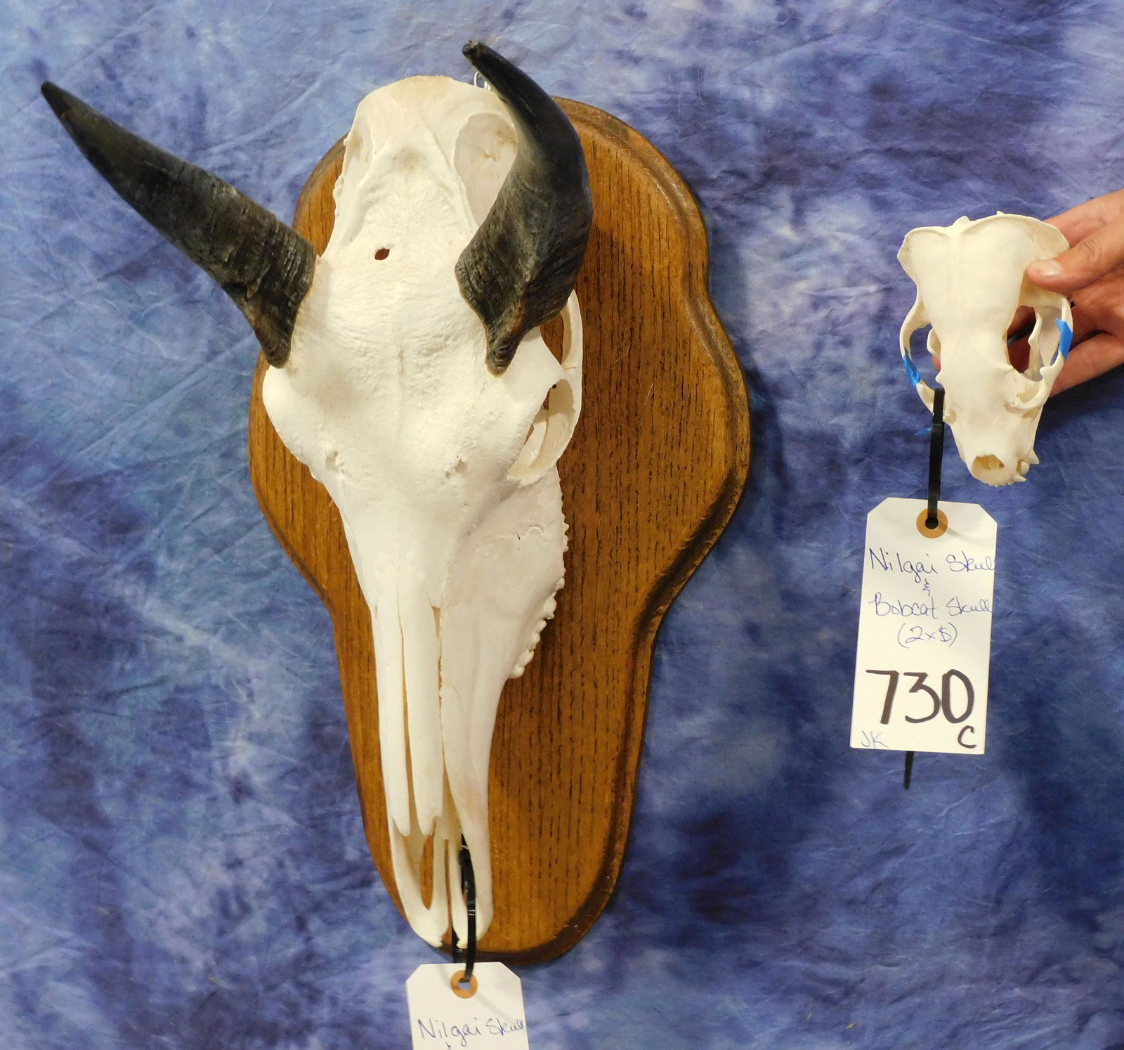 NILGAI SKULL & BOBCAT SKULL (2x$) (1 of 2)