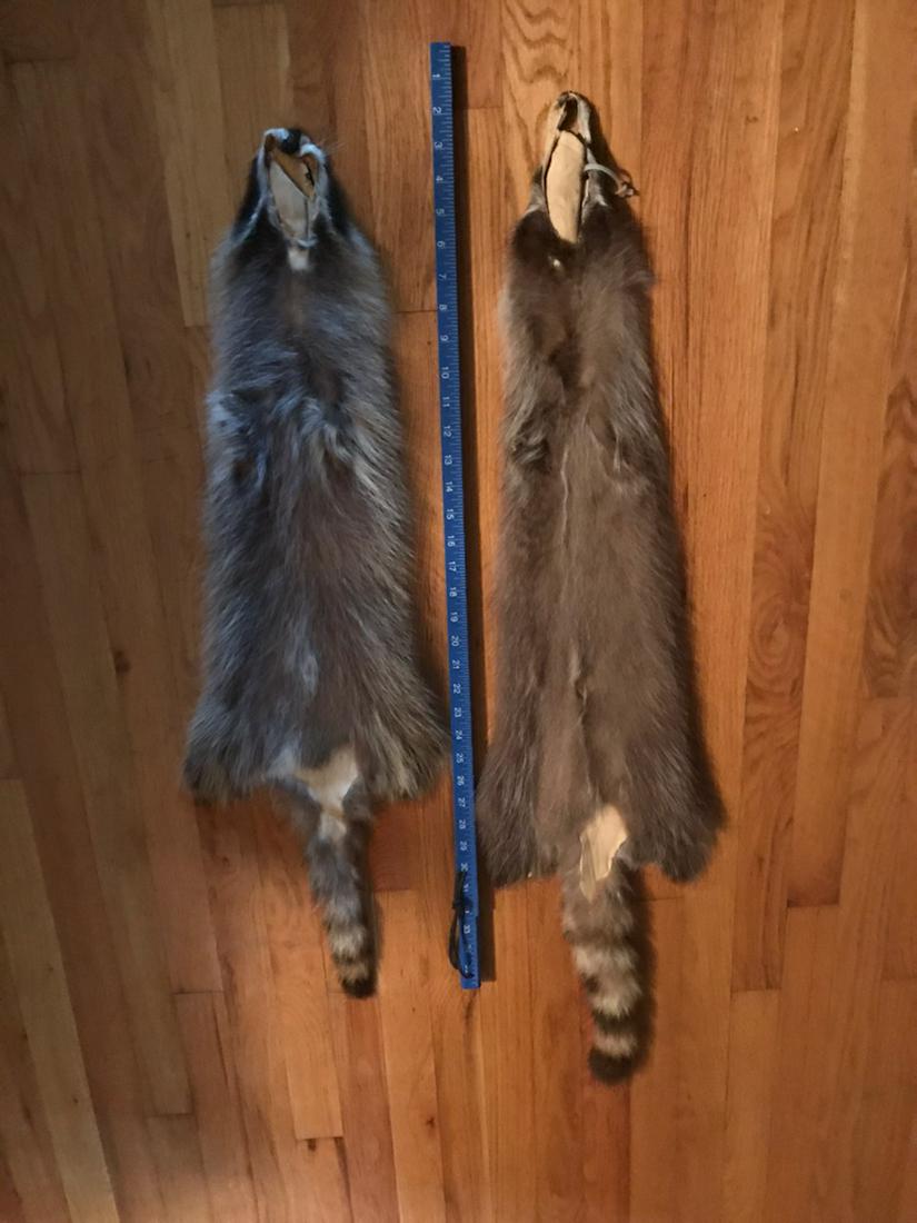 2 BRAND NEW RACCOON FURS (2x$) (1 of 3)