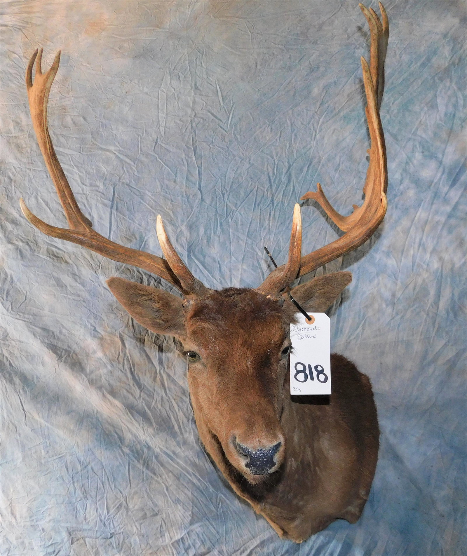 CHOCOLATE FALLOW SH MT (1 of 2)