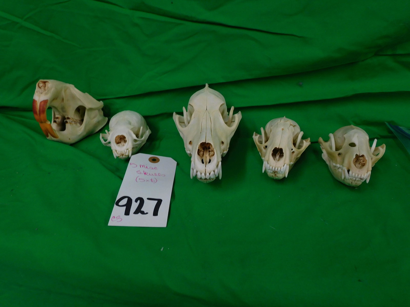 5 MISC SKULLS (5x$) (1 of 2)
