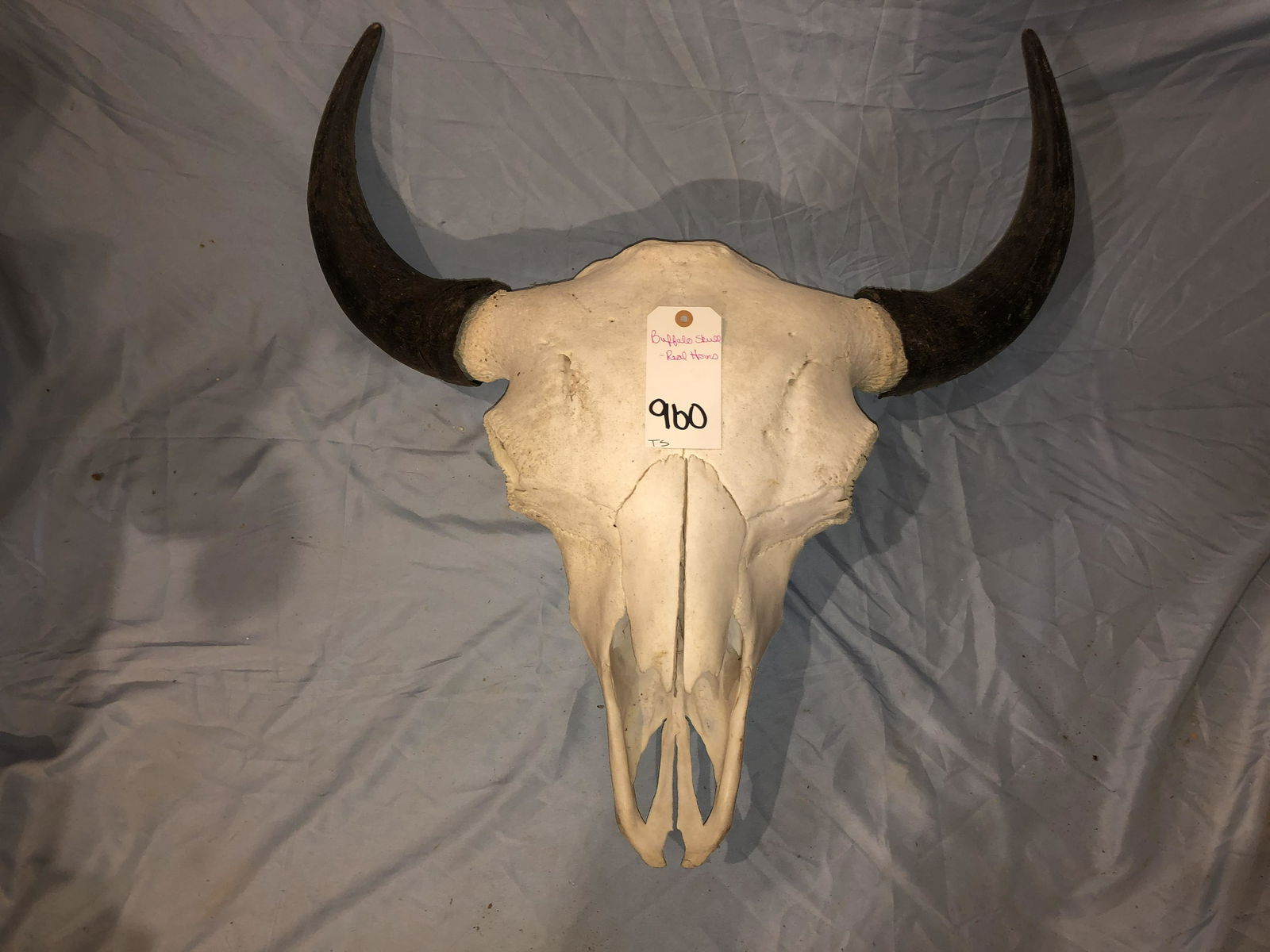 BUFFALO SKULL  -REAL HORNS (1 of 1)