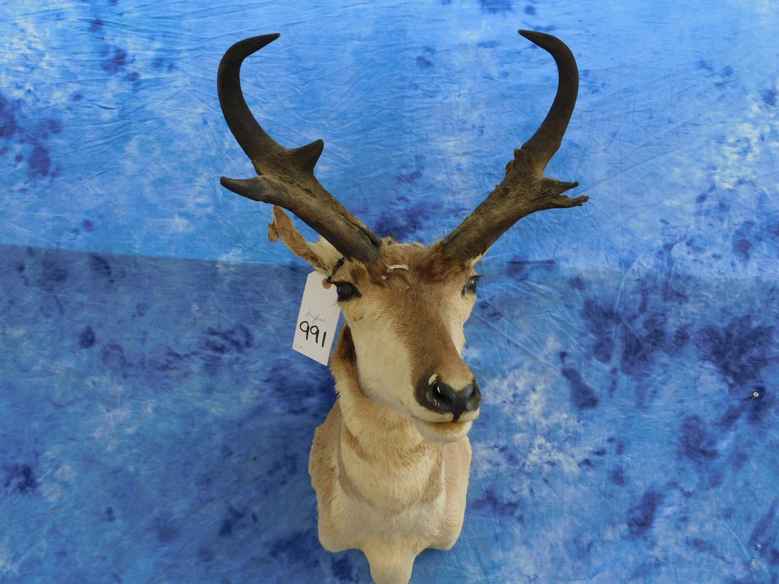 PRONGHORN SH MT (1 of 2)