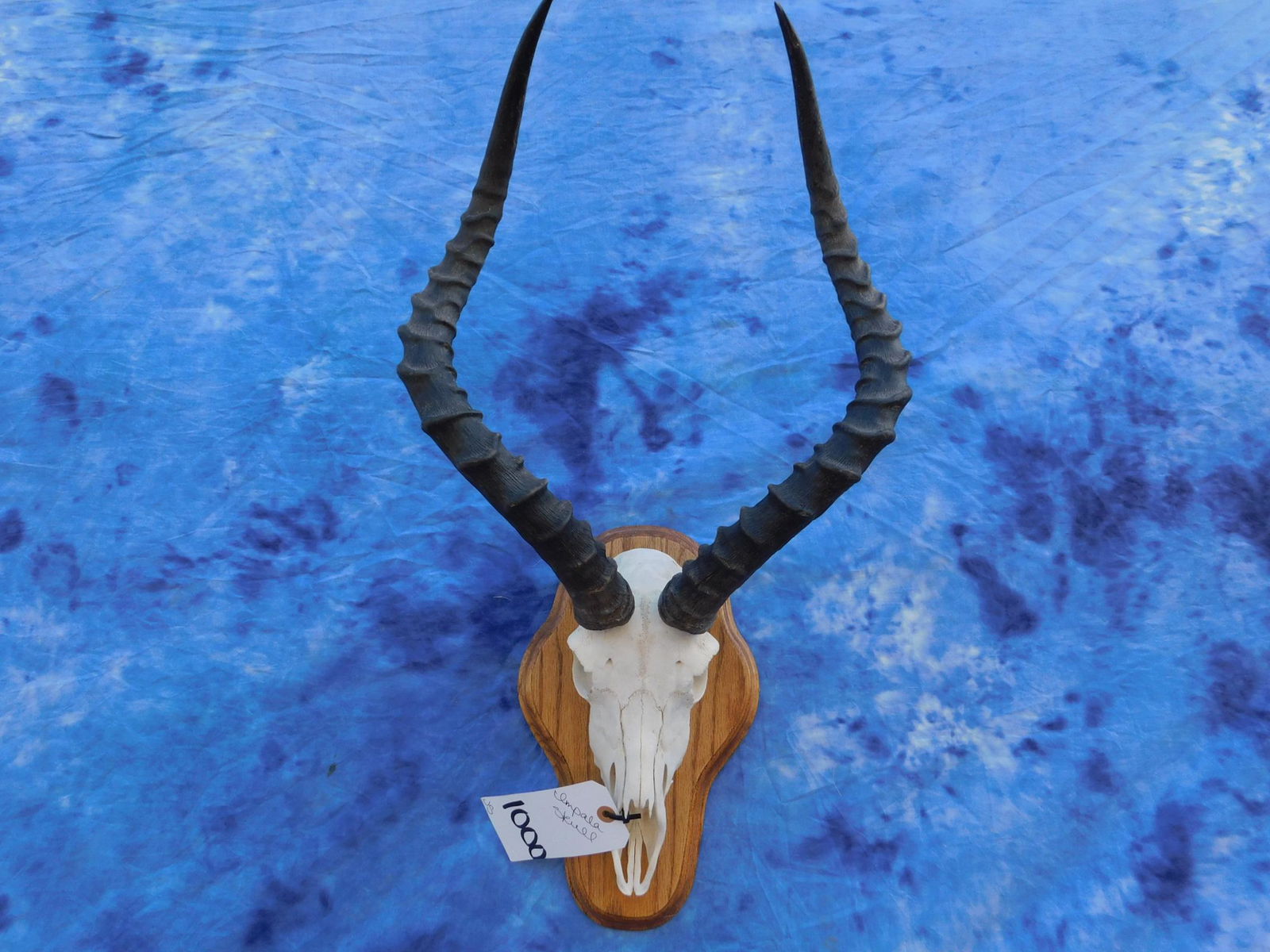 IMPALA SKULL (1 of 2)