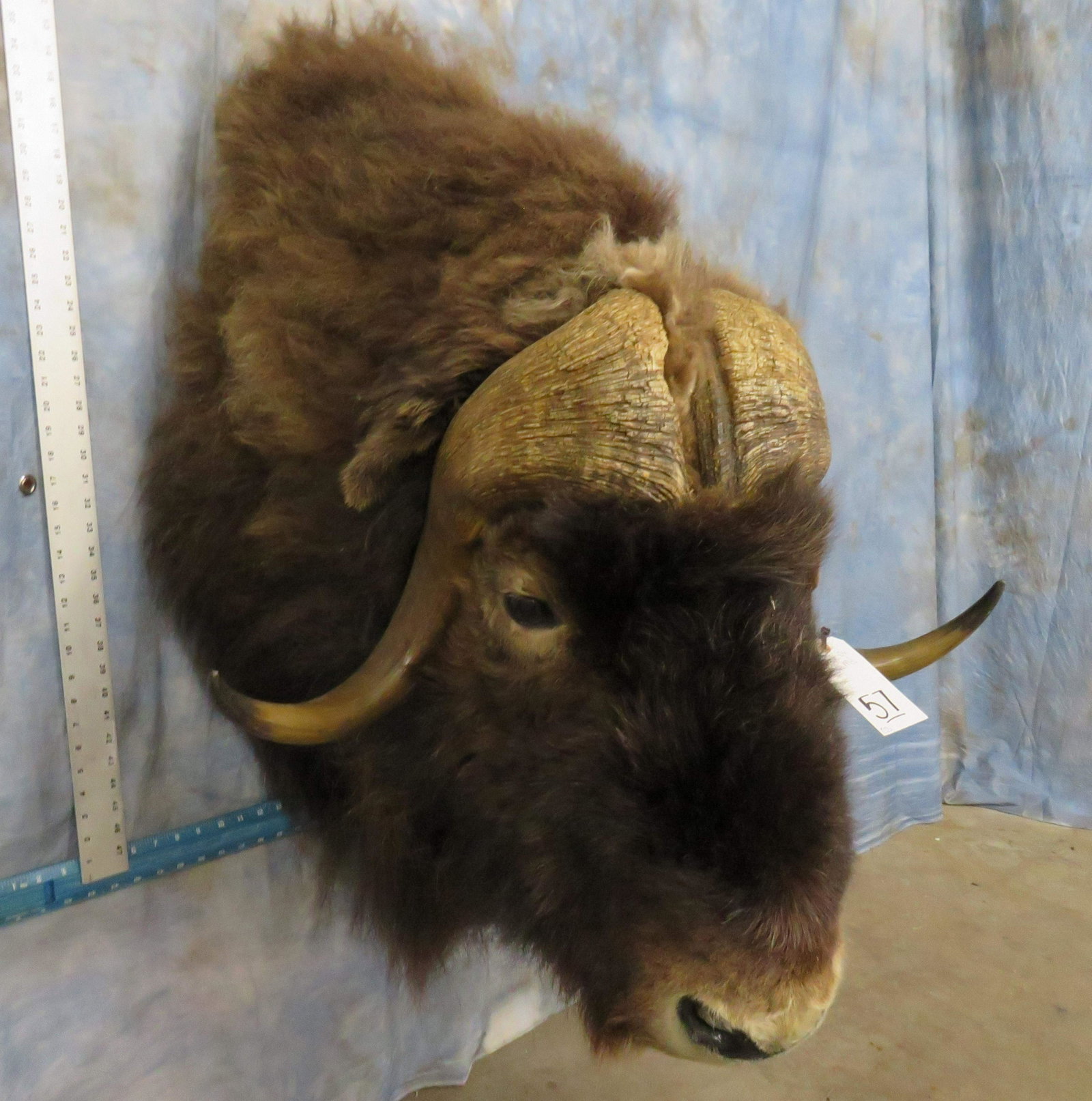 MUSK OX SH MT: TAXIDERMY