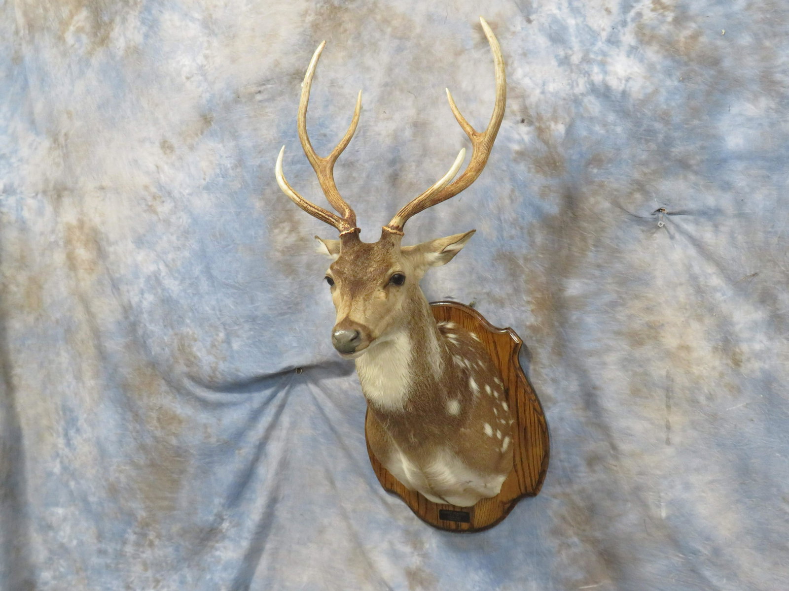 AXIS DEER SH MT: TAXIDERMY
