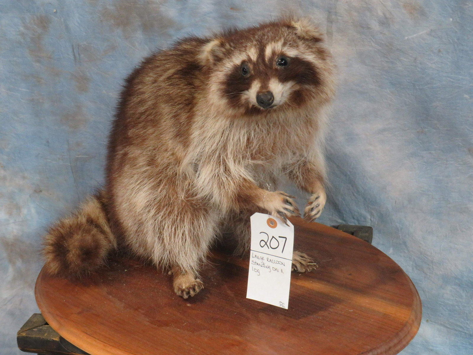 LARGE COON STANDING ON LOG: TAXIDERMY