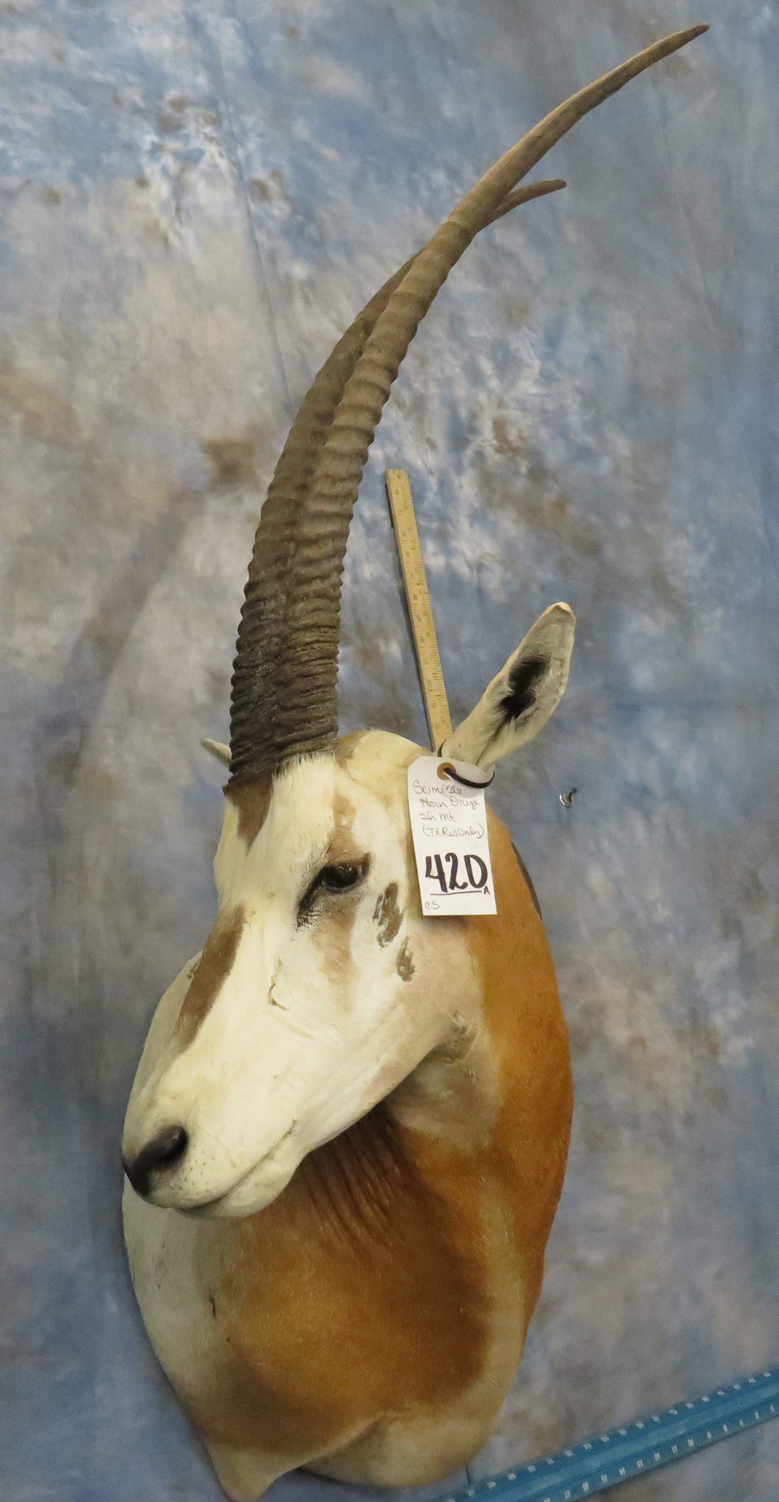 SCIMITAR HORN ORYX (TX RES ONLY): *TX RESIDENTS ONLY* TAXIDERMY