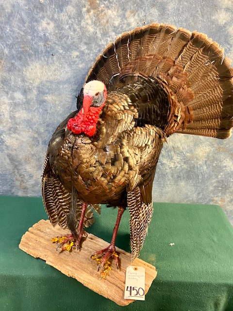 LIFESIZE STRUTTING WILD TURKEY: TAXIDERMY