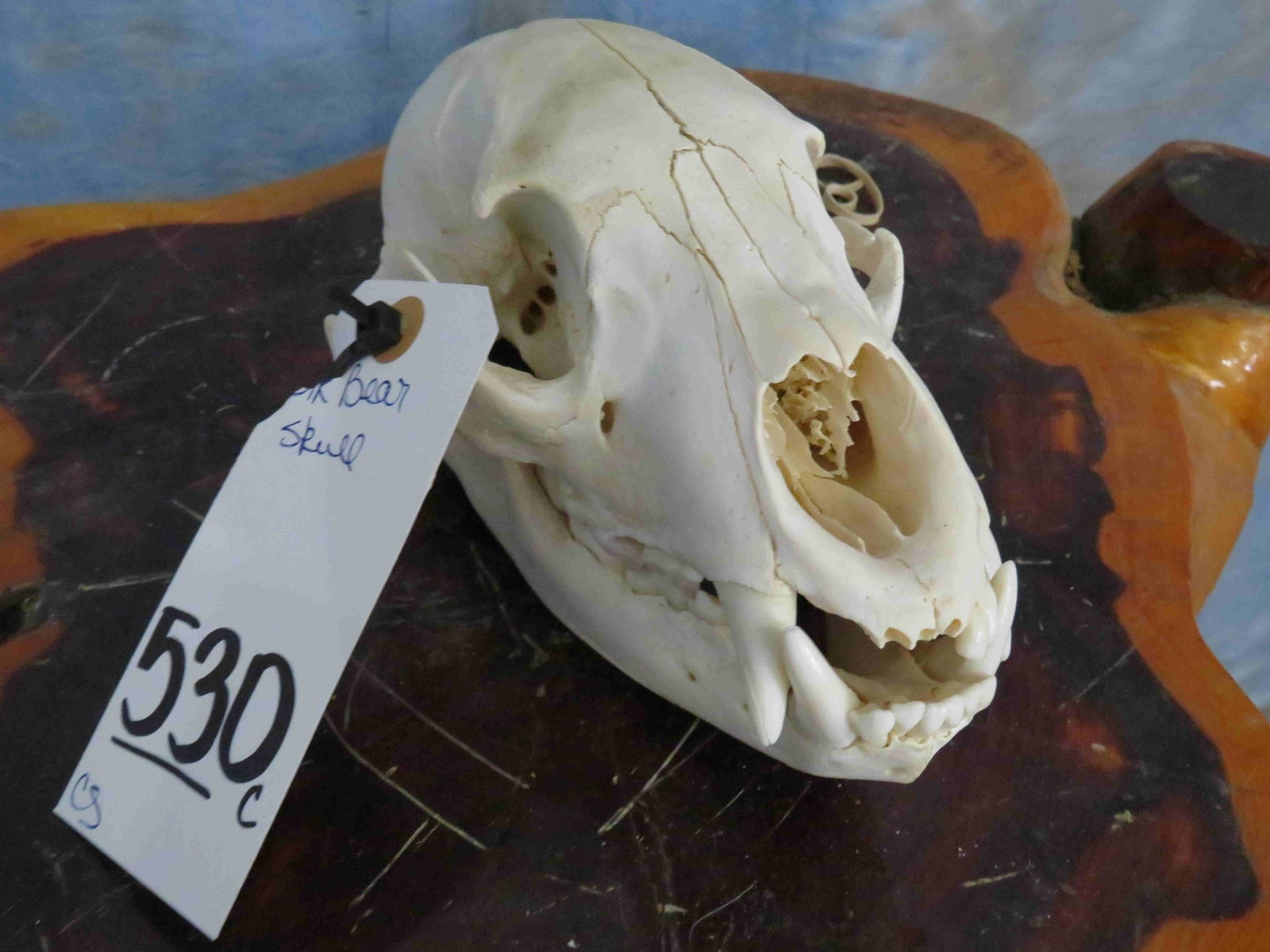 BLK BEAR SKULL: TAXIDERMY