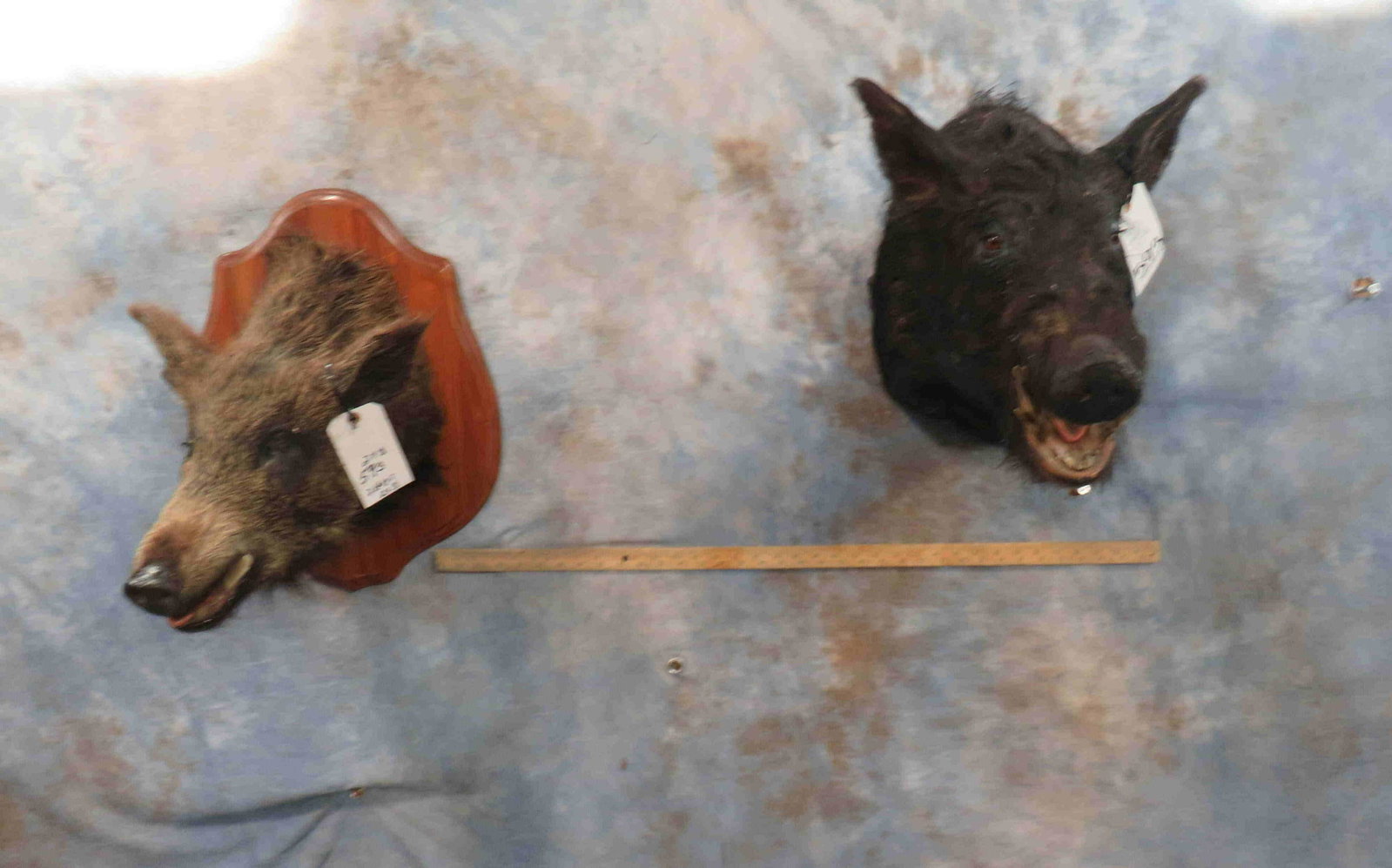 2 HOG MTS (2x$): TAXIDERMY