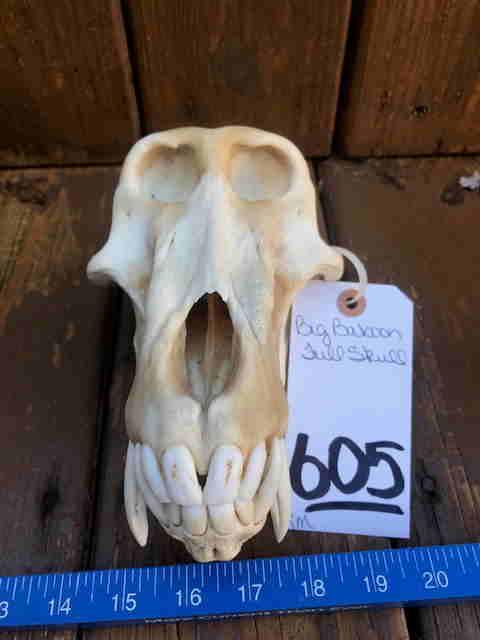BIG BABOON FULL SKULL: TAXIDERMY