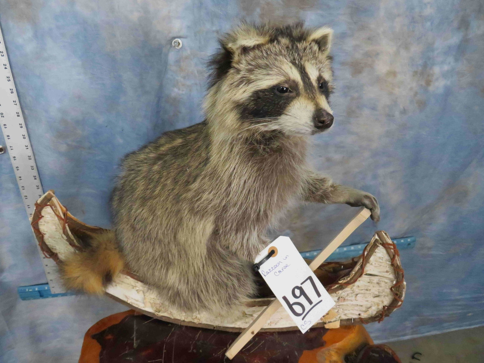 RACOON IN CANOE: TAXIDERMY
