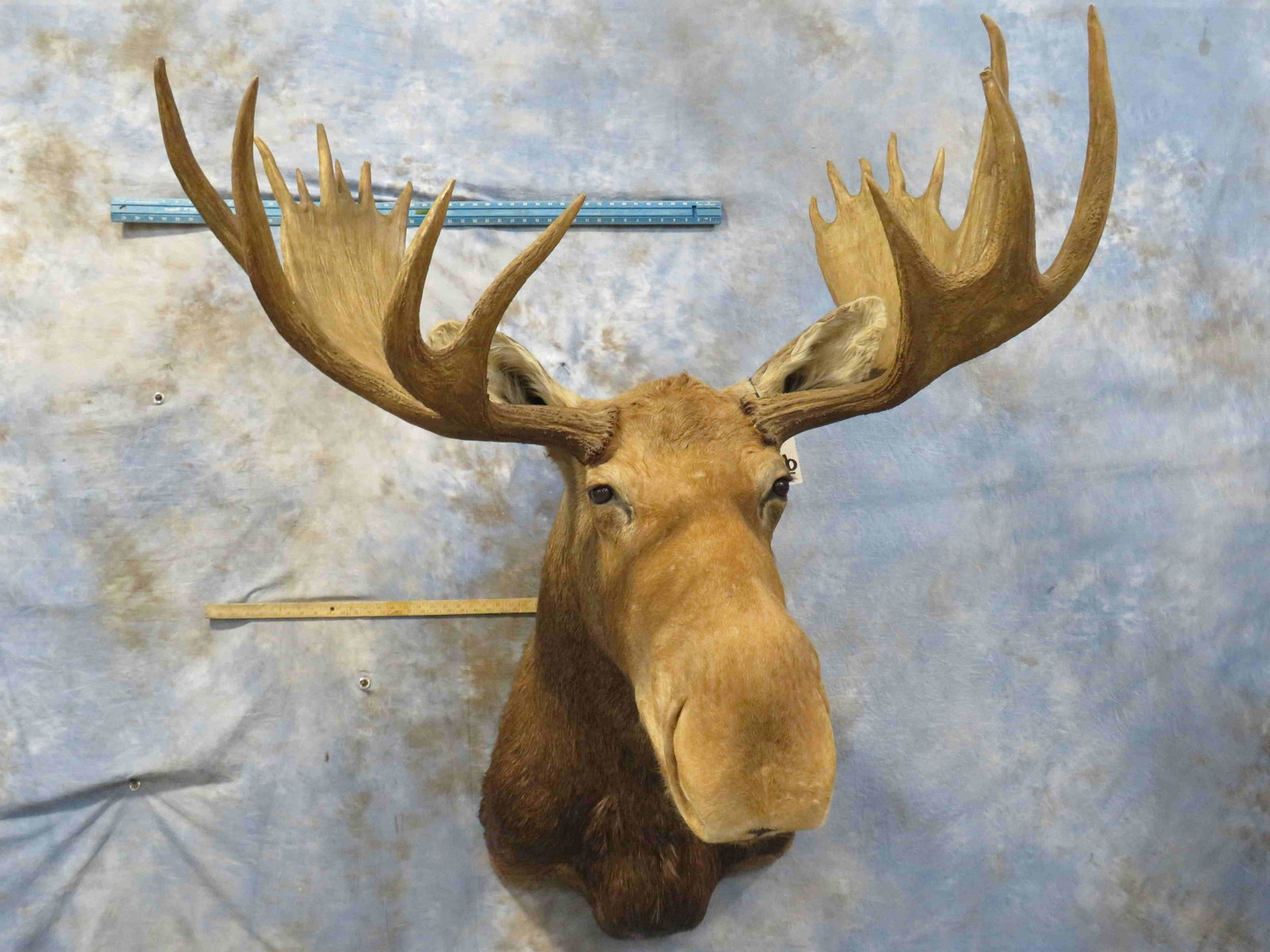 MOOSE SH MT: TAXIDERMY