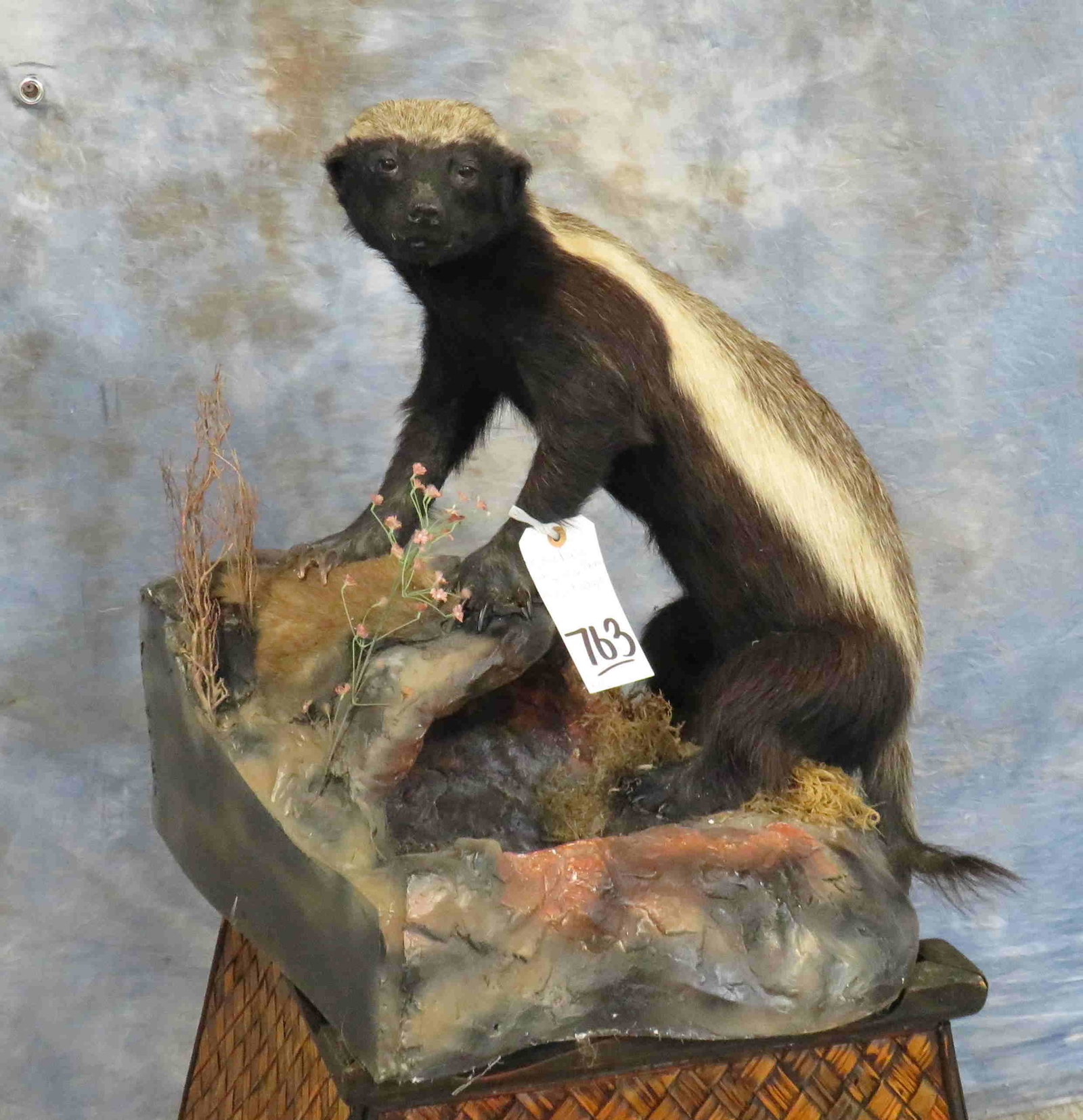 SUPER RARE LIFESIZE HONEY BADGER: TAXIDERMY